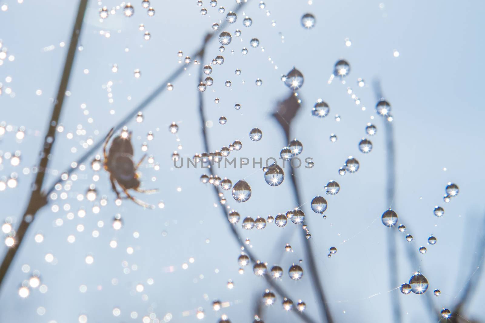 many drops of dew on a spider web
