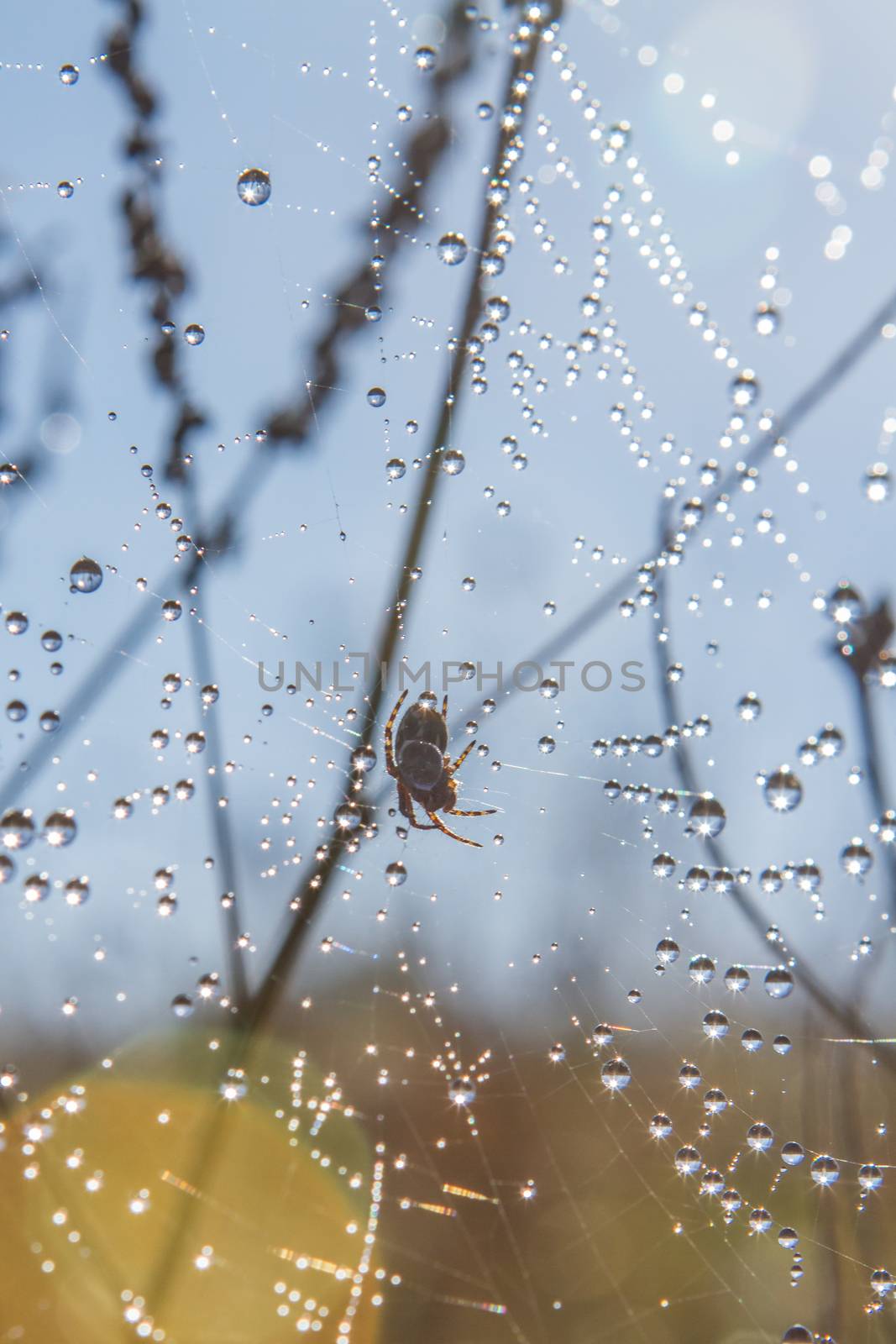 dew on a spider web by olgagordeeva