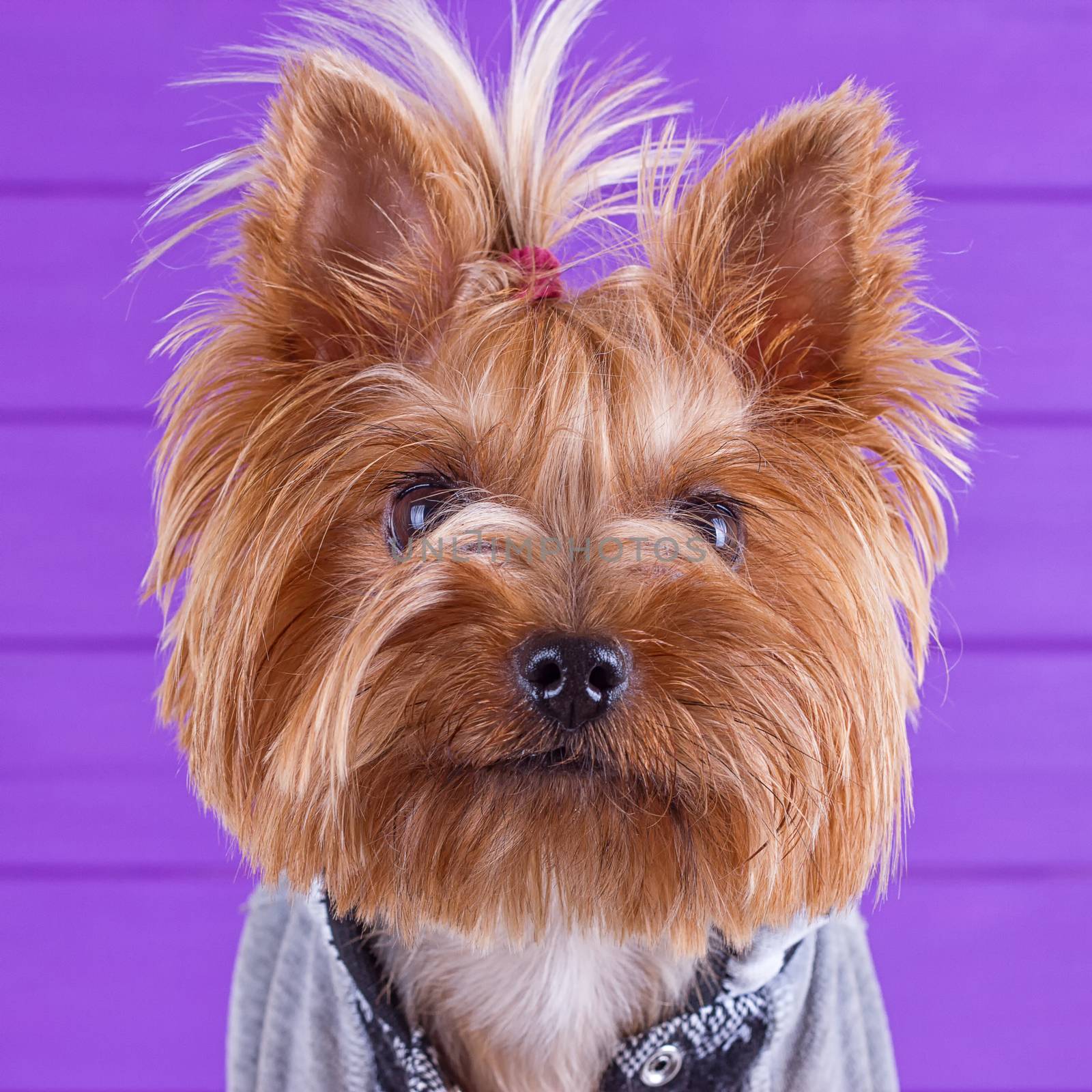 Yorkshire Terrier in overall staying on purple background by victosha