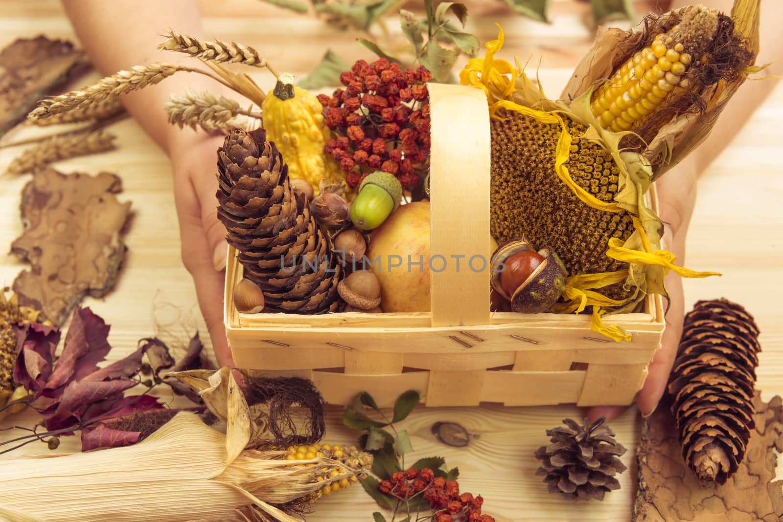 Autumn products such as corn, sunflower, apple, pumpkins in a wooden basket decorated with other forestry fall elements.