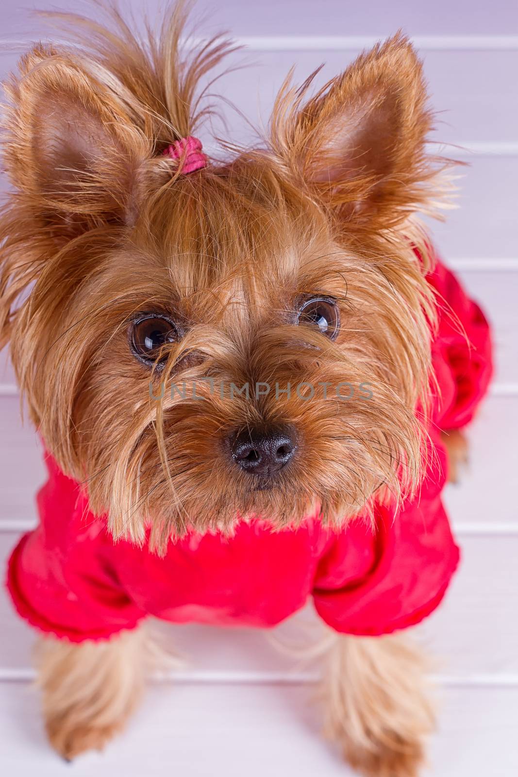 One Yorkshire Terrier in red overalls with pet diapers sits on purple background