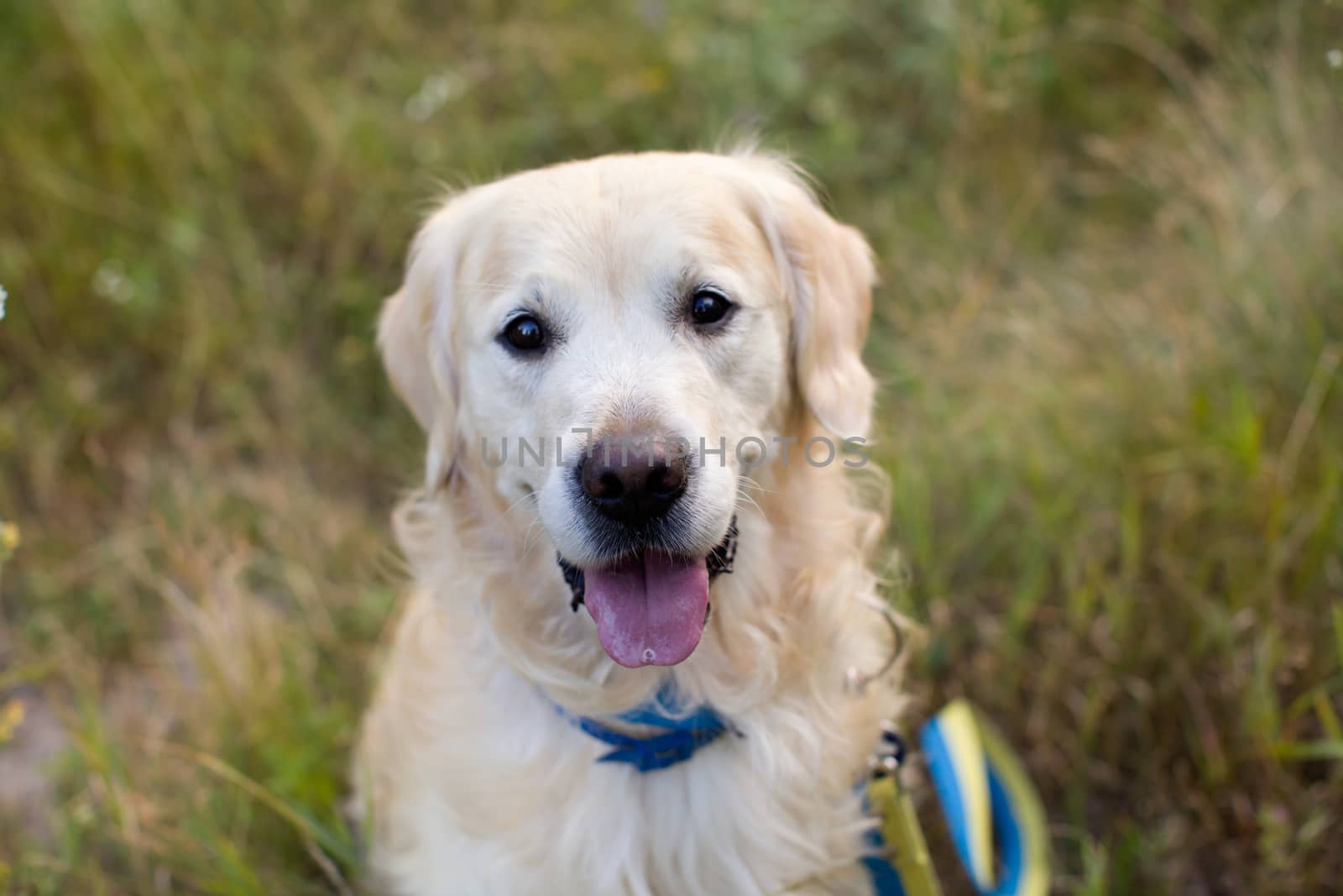 Golden Retriever sitting on a green glade