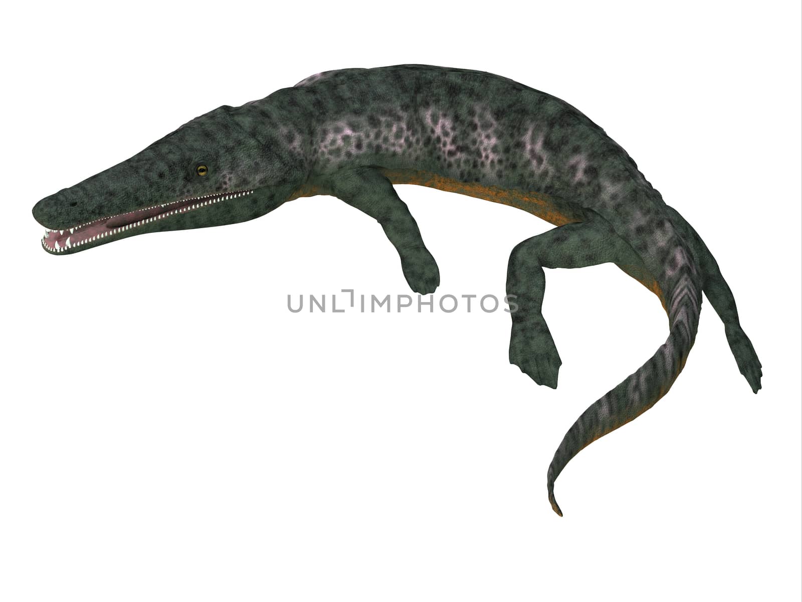 Archegosaurus was an amphibian tetrapod that lived in Europe during the Permian Period.
