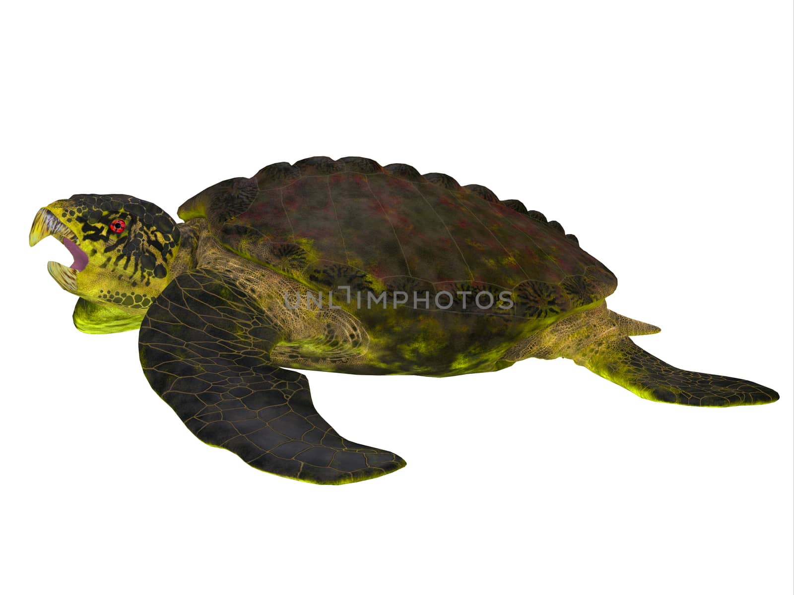 Archelon Turtle Side View by Catmando