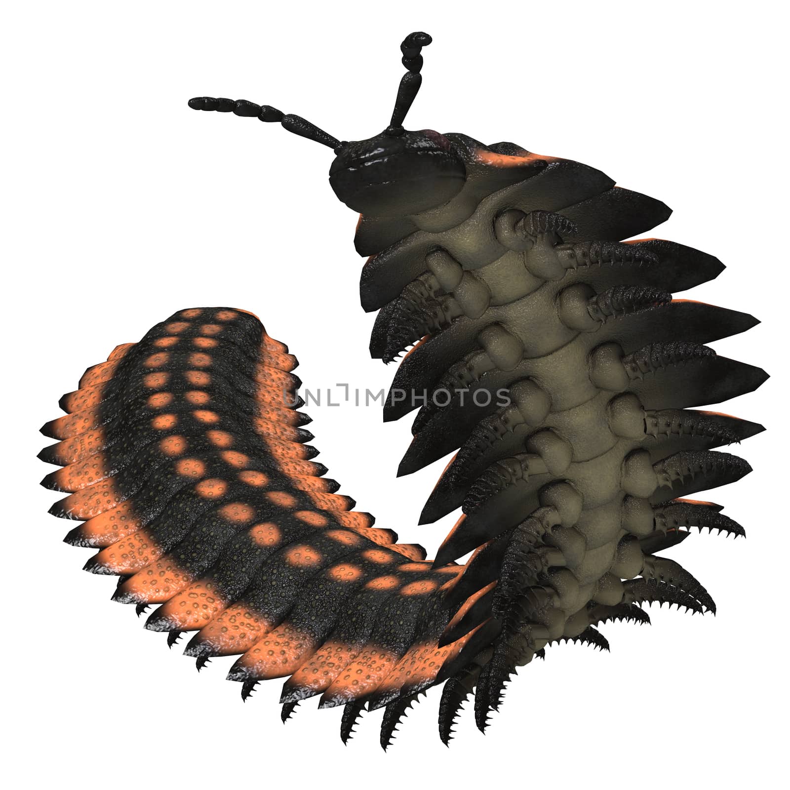 Arthropleura was a giant insect invertebrate that lived in North America and Scotland during the Carboniferous Period.