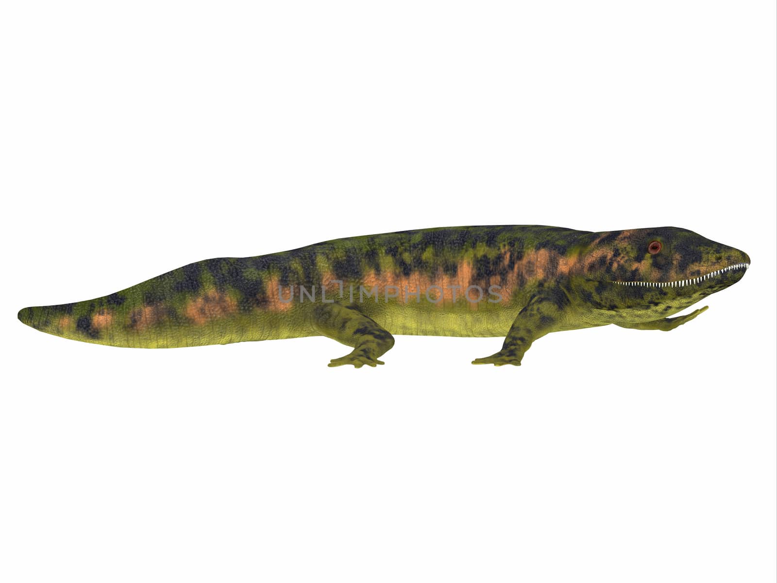 Dendrerpeton Amphibian Side View by Catmando