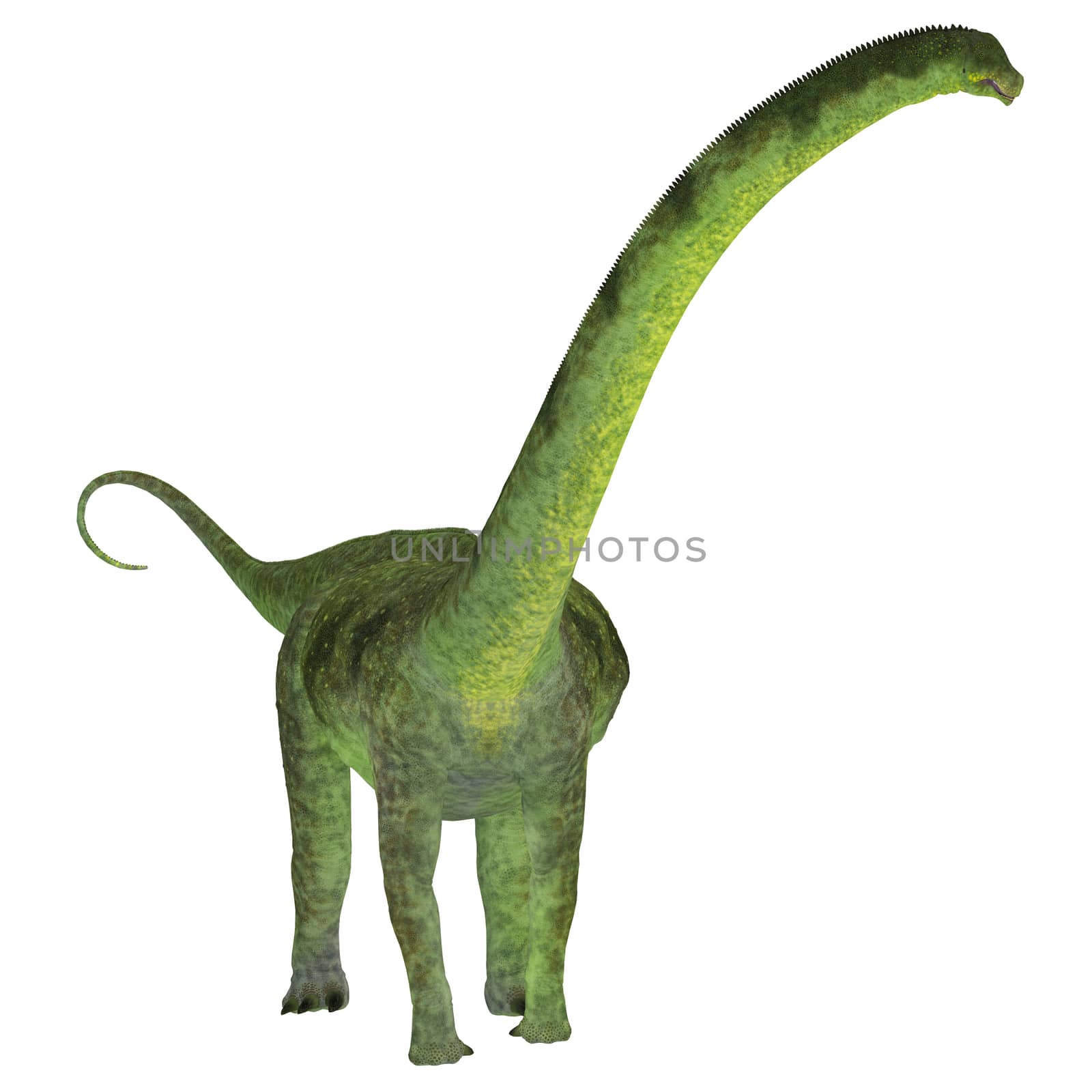 Puertasaurus Dinosaur on White by Catmando