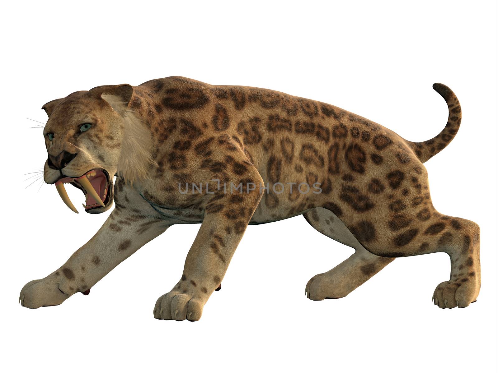 Saber-Tooth Cat Angry by Catmando