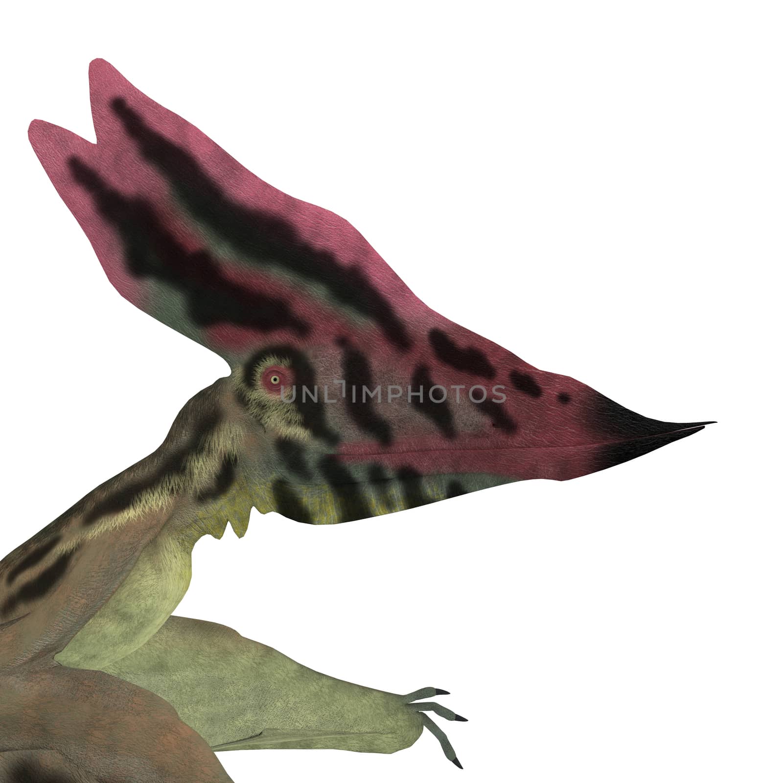 Thalassodromeus Pterosaur Head by Catmando