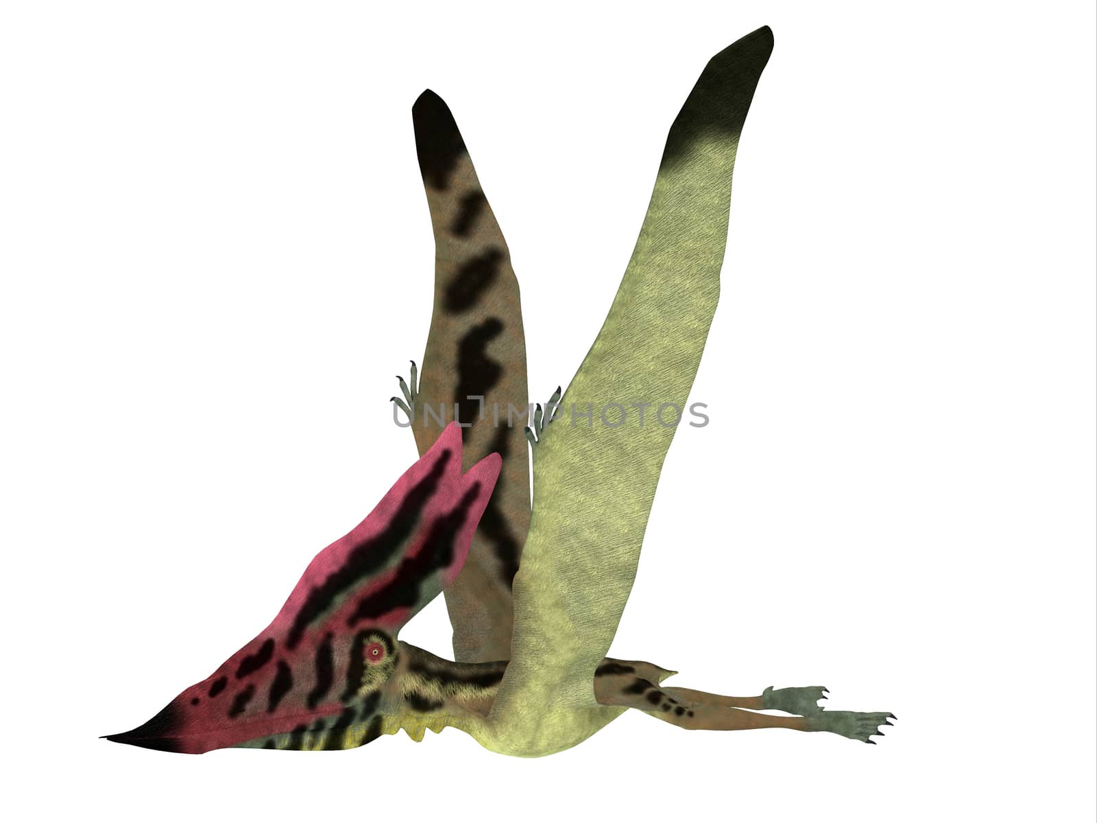 Thalassodromeus Pterosaur Side View by Catmando