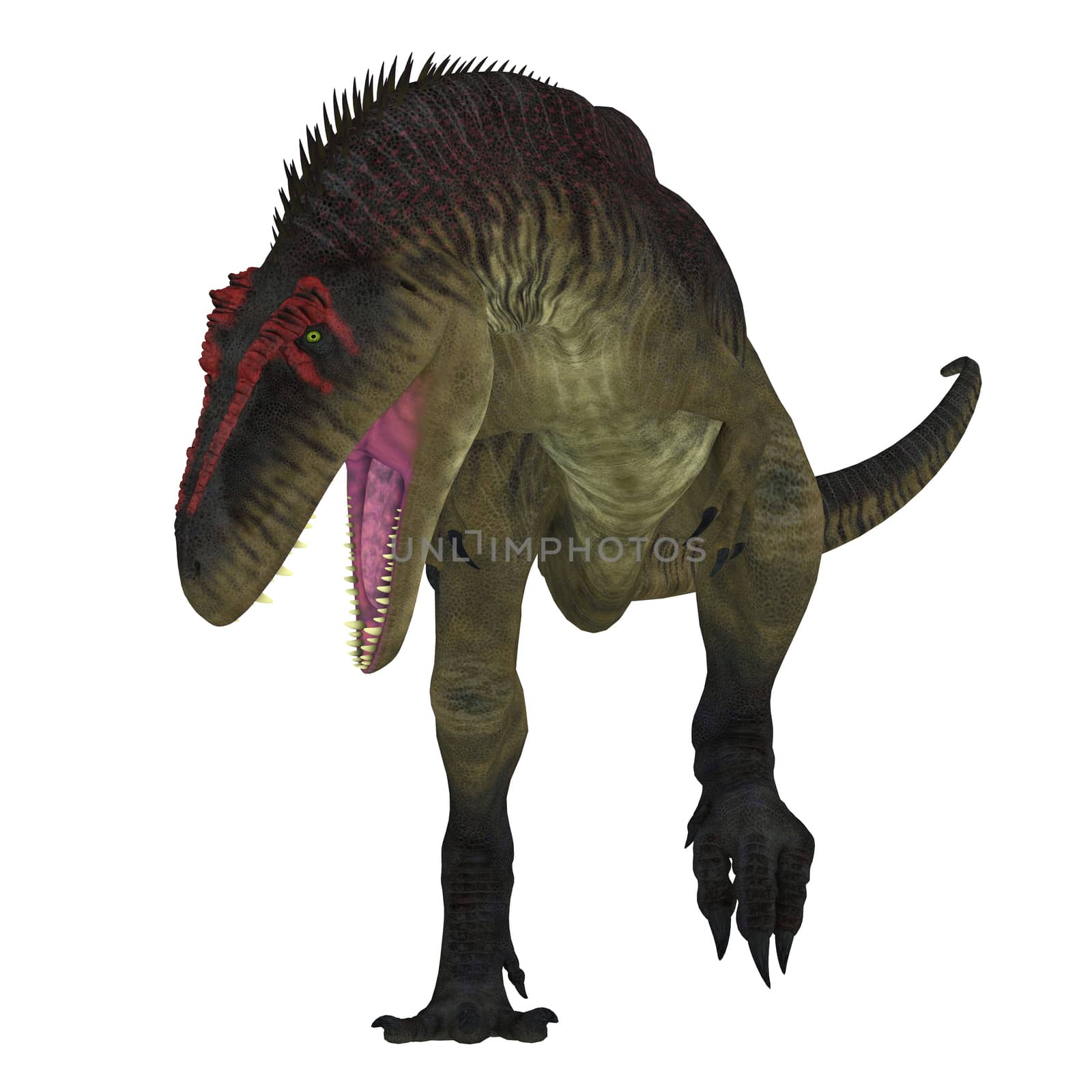 Tyrannotitan was a carnivorous theropod dinosaur that lived in the Cretaceous Period of Argentina.