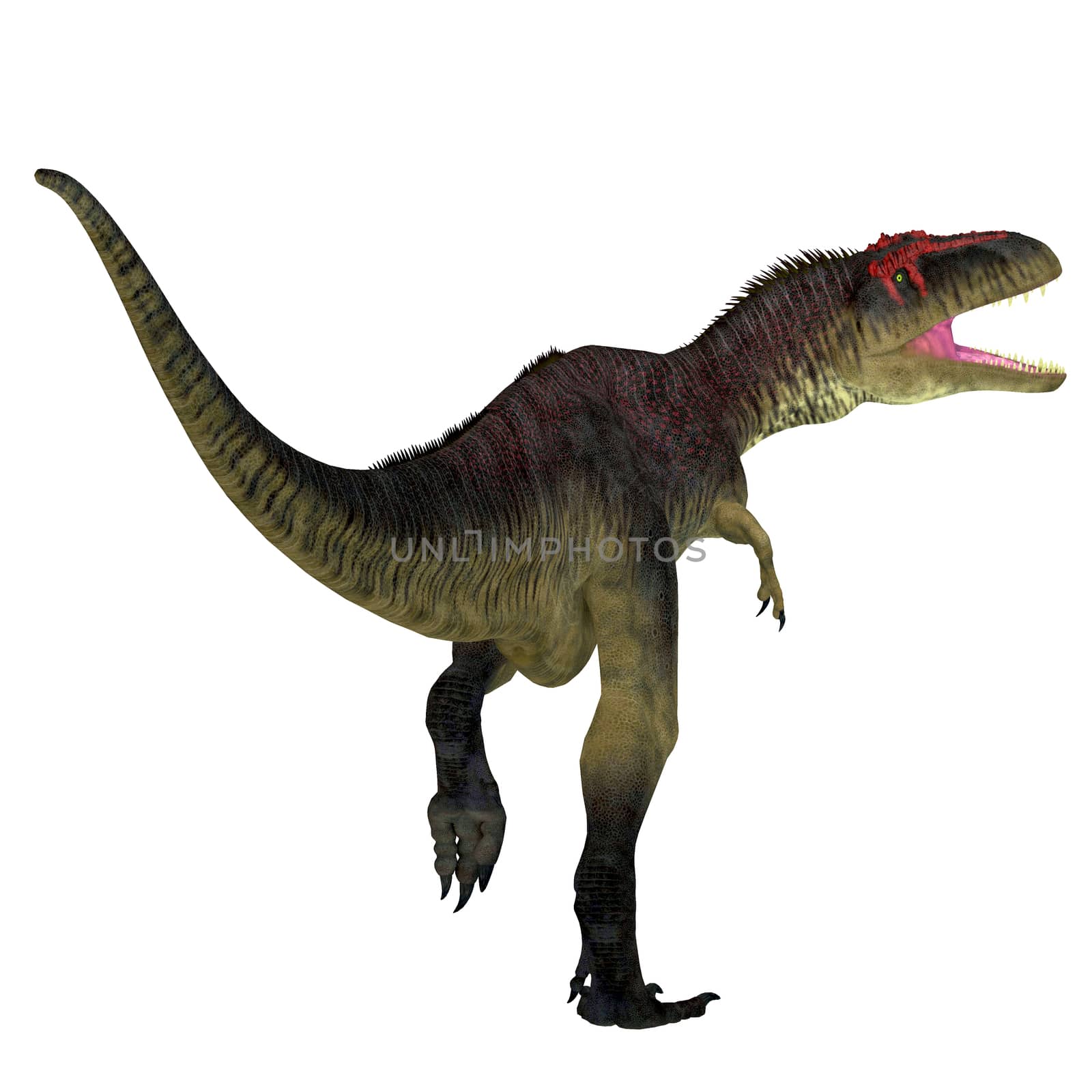 Tyrannotitan was a carnivorous theropod dinosaur that lived in the Cretaceous Period of Argentina.