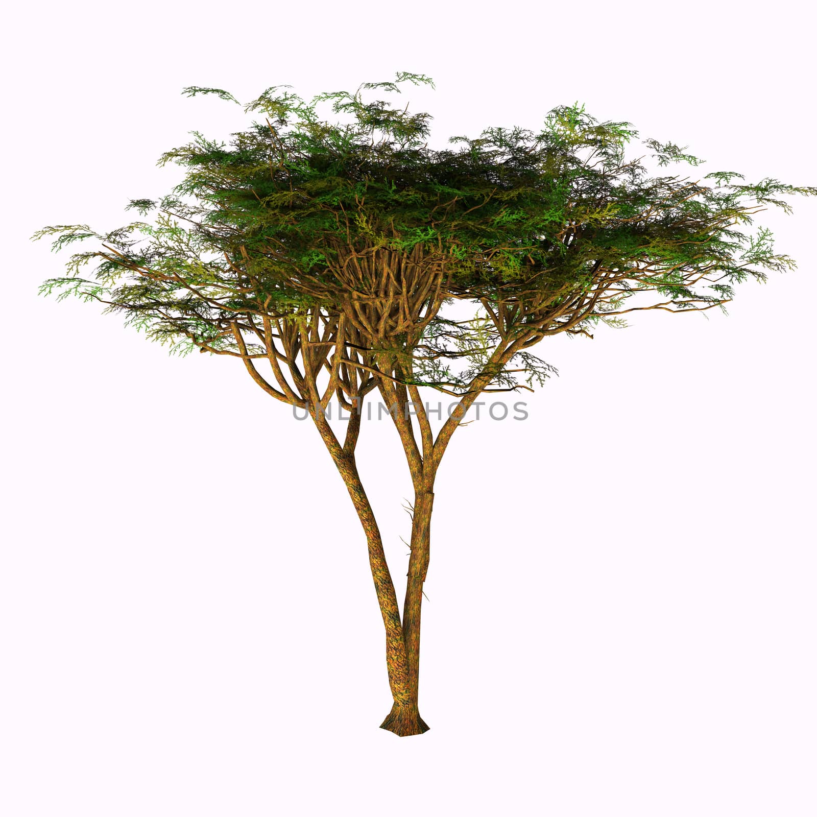 Umbrella Acacia Tree by Catmando