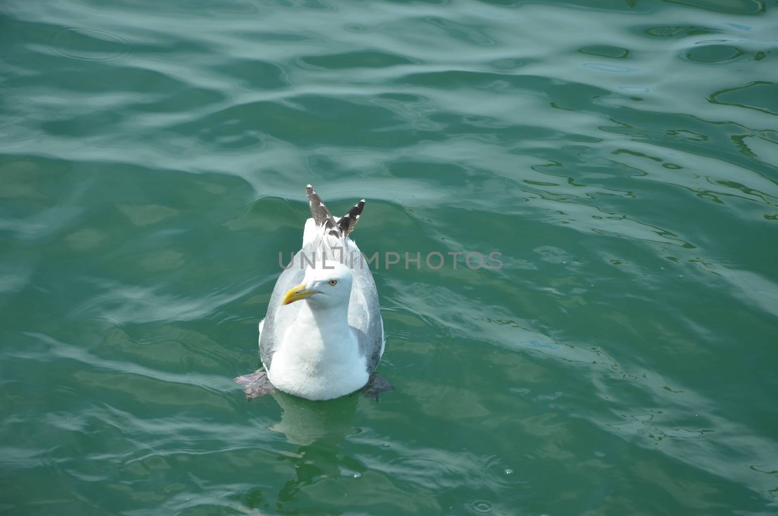 Segull on the water by northwoodsphoto