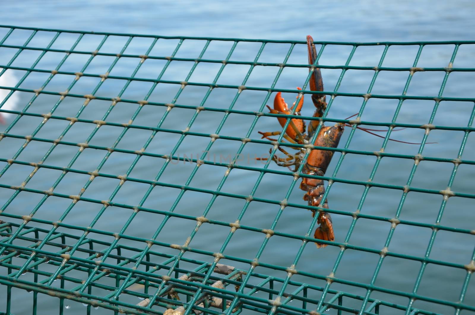 Lobster haging from a trap before being dropped back into the sea for being to small.