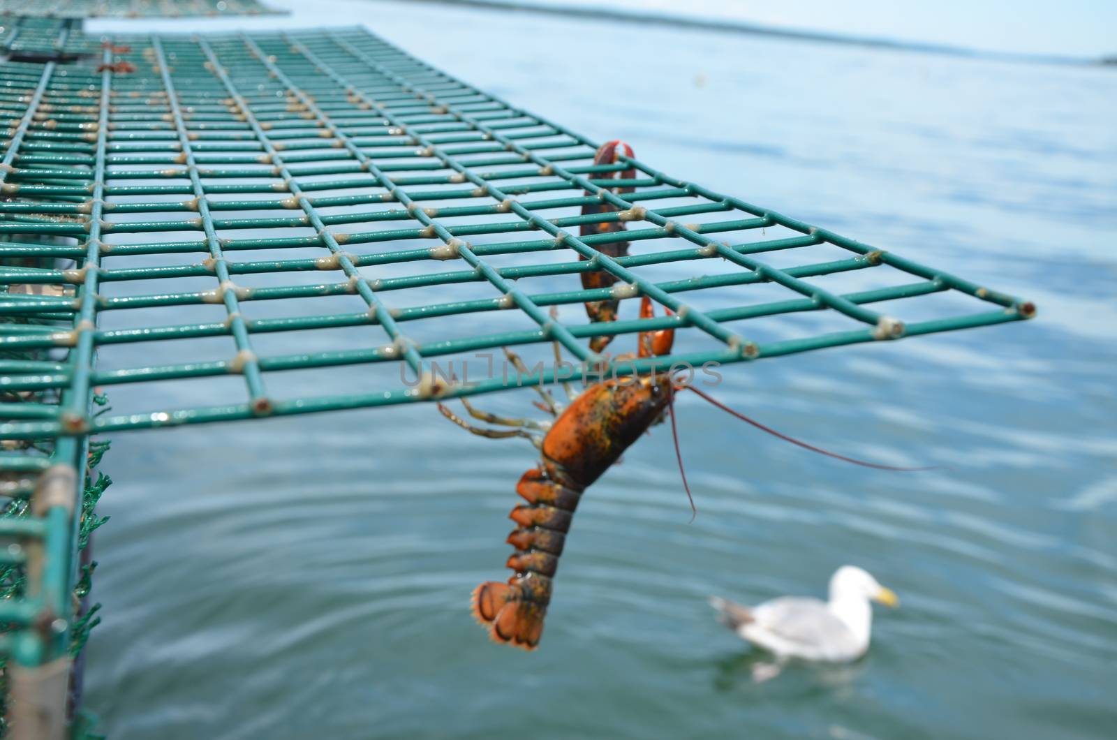 Lobster haging from a trap before being dropped back into the sea. The lobster was too small to keep.