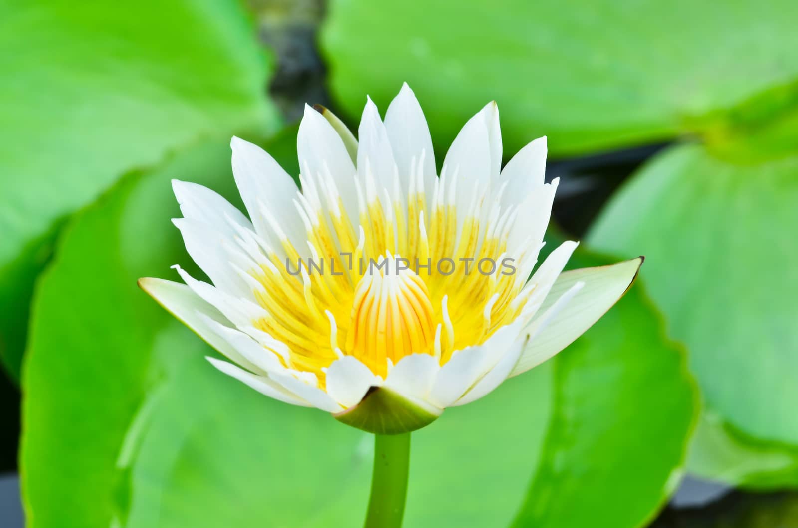 White Waterlily by raweenuttapong
