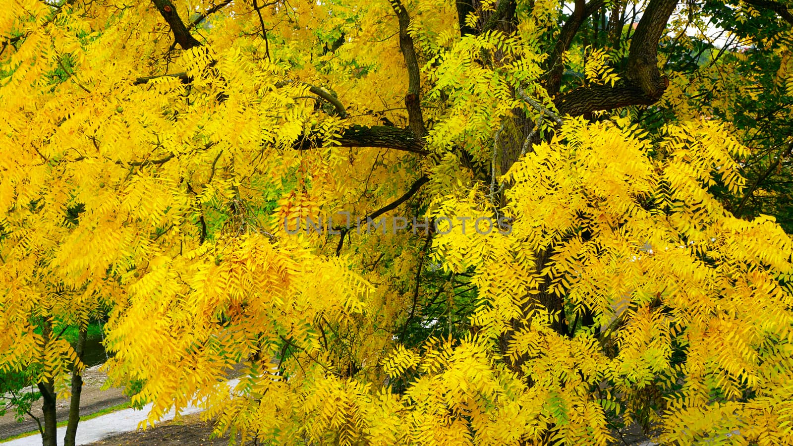 yellow leaves and tree in autumn season