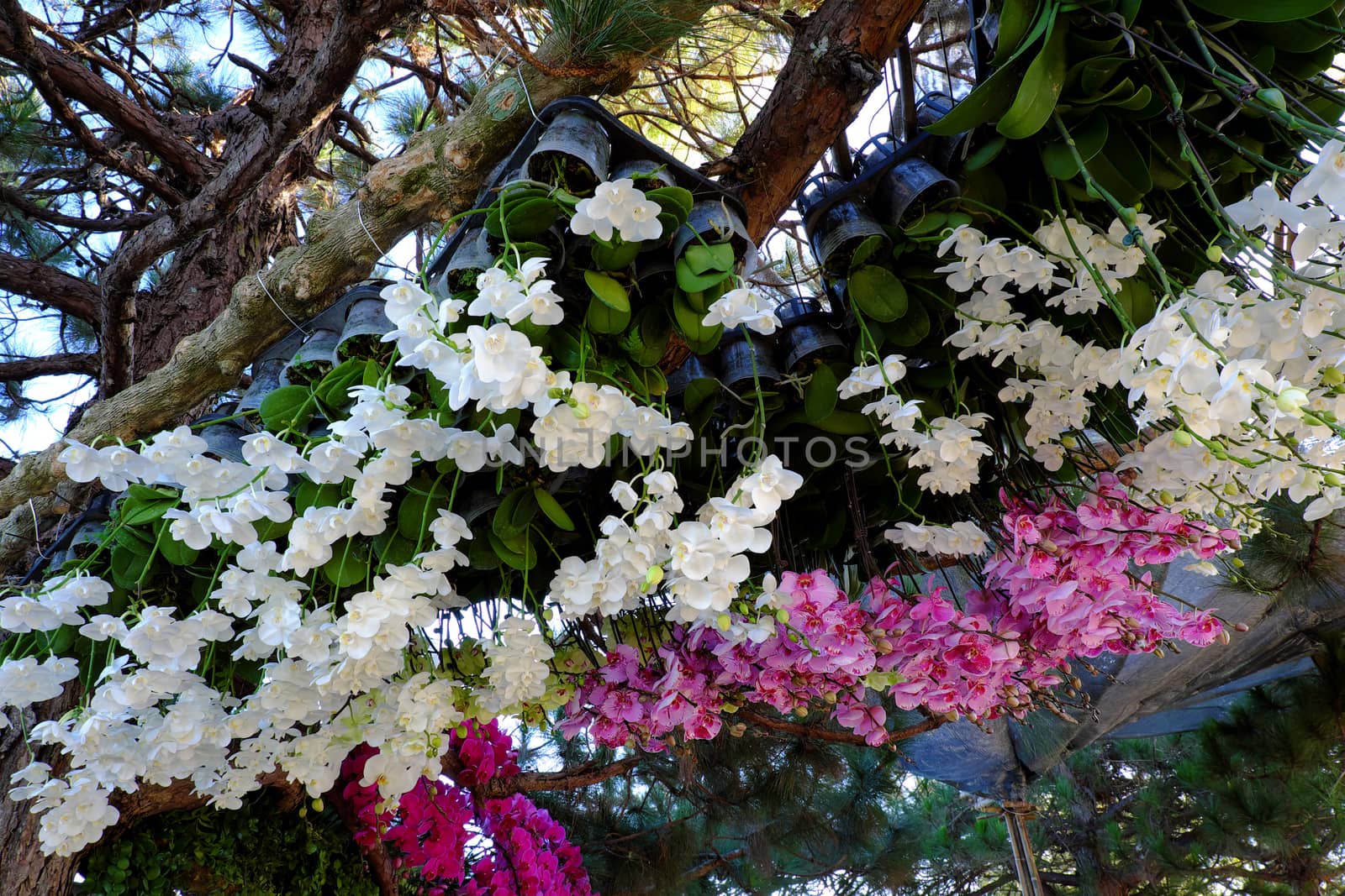 Amazing flower background, group of orchid pot show at flowers festival at Dalat, Vietnam in spring, colorful bloom, beautiful blossom on branch of tree, pink and purple petal from nice nature