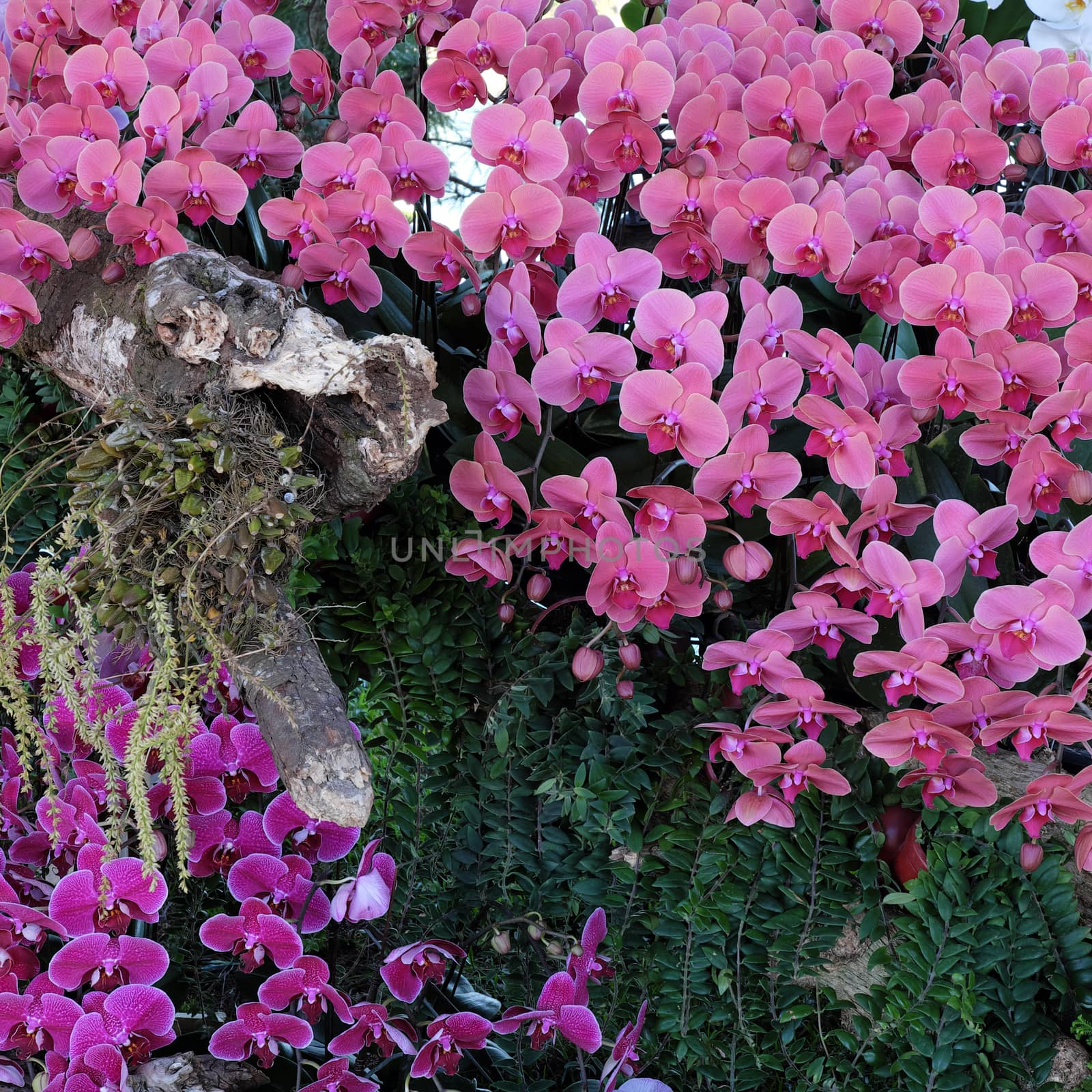 Amazing flower background, group of orchid pot show at flowers festival at Dalat, Vietnam in spring, colorful bloom, beautiful blossom on branch of tree, pink and purple petal from nice nature