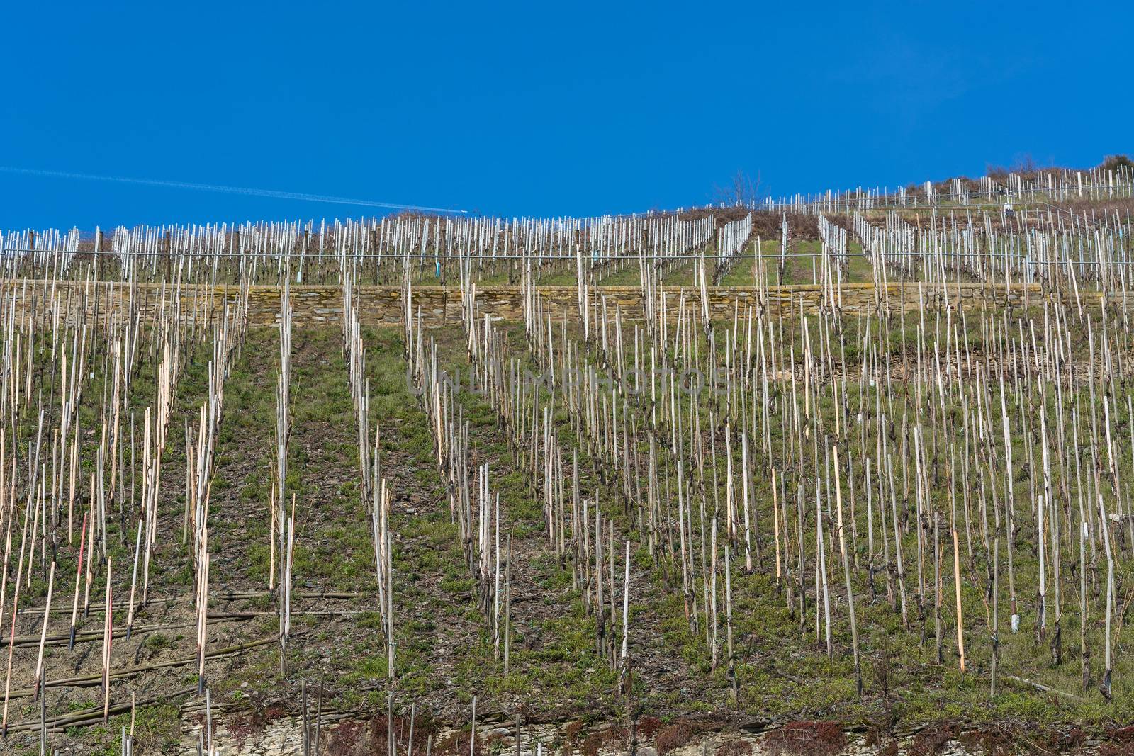 Vineyards on the Moselle against a blue sky.