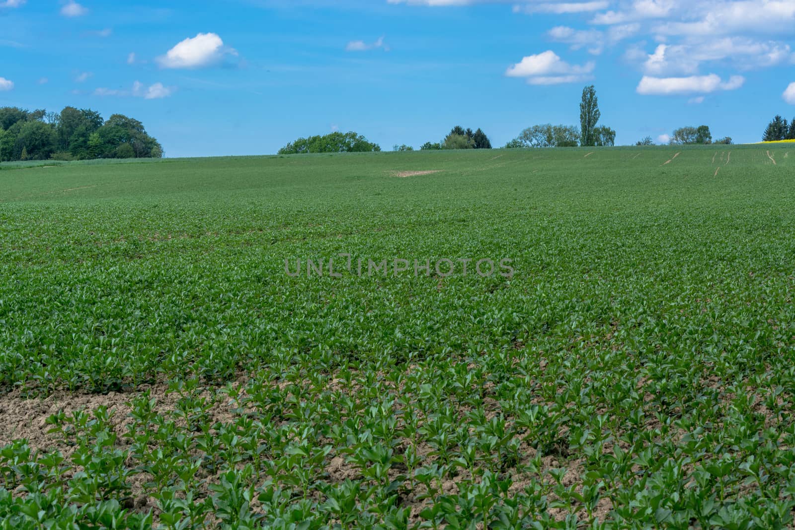 Agricultural landscape, agricultural use field in spring.