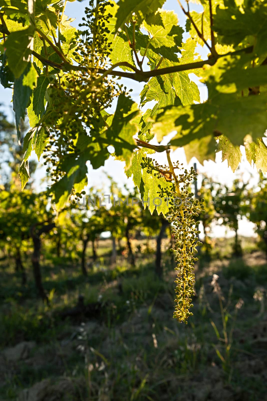 Small green grapes on vineyard in backlight