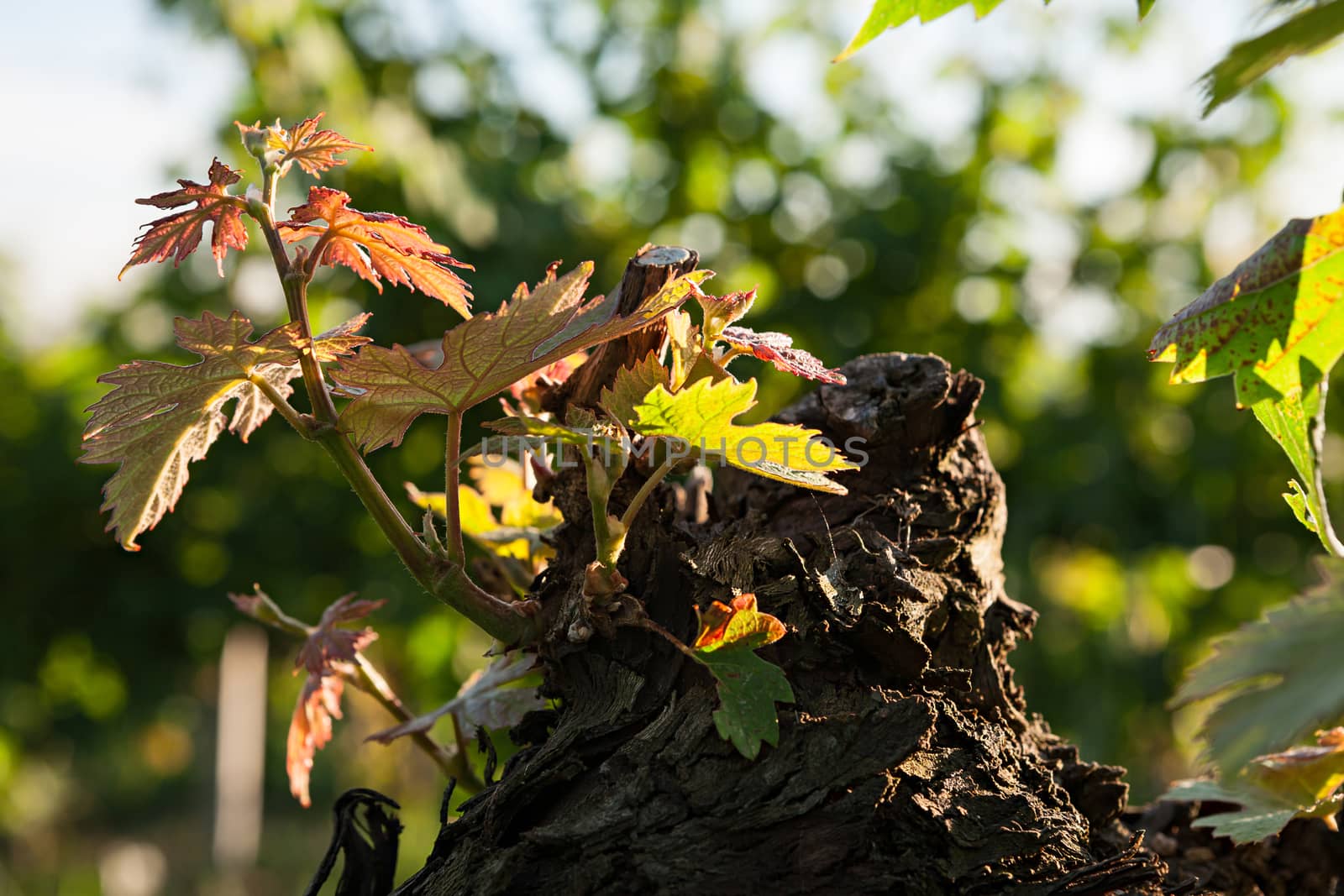Small plant of vine born on a trunk by LuigiMorbidelli