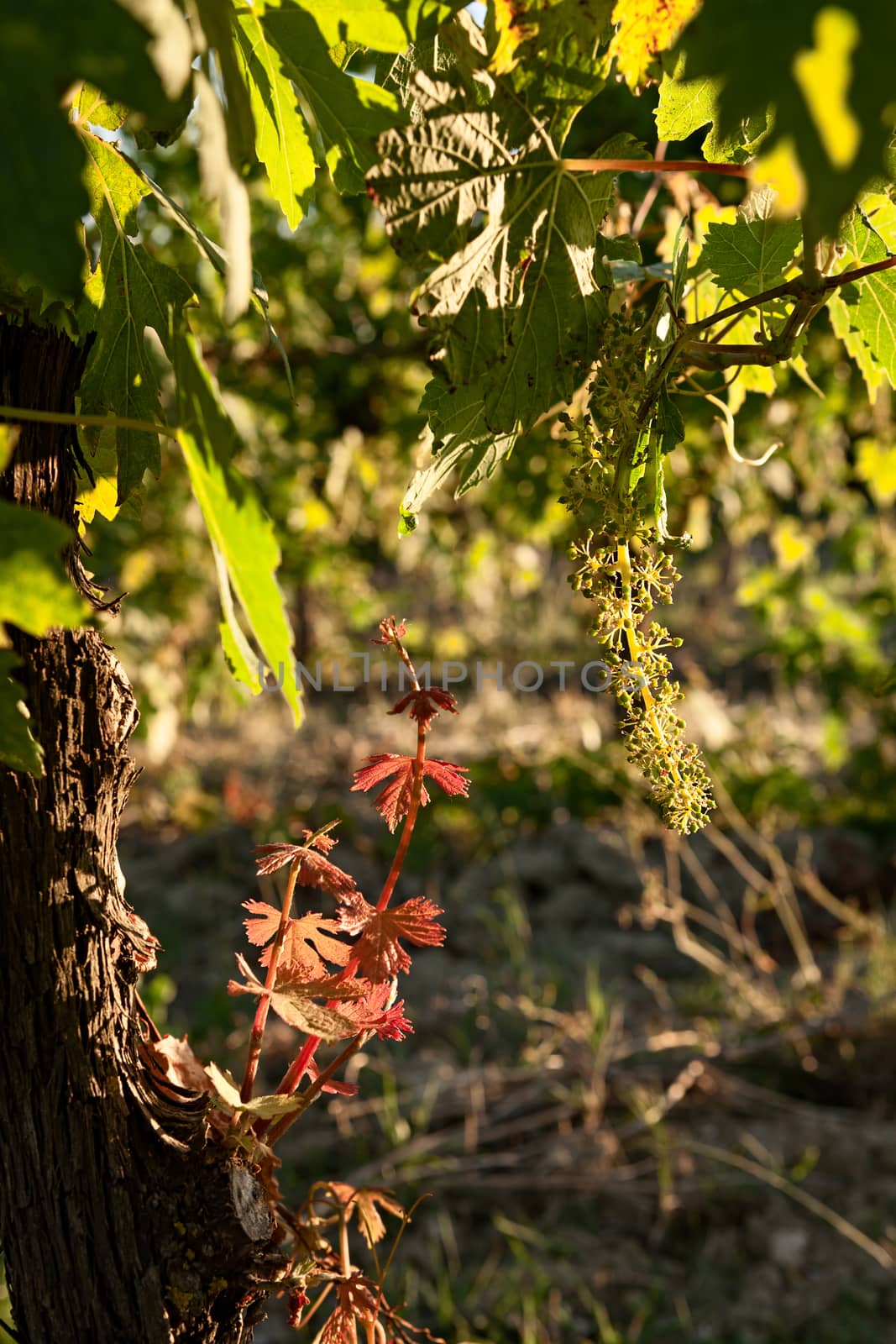 Small plant of vine and green grapes in the vineyard