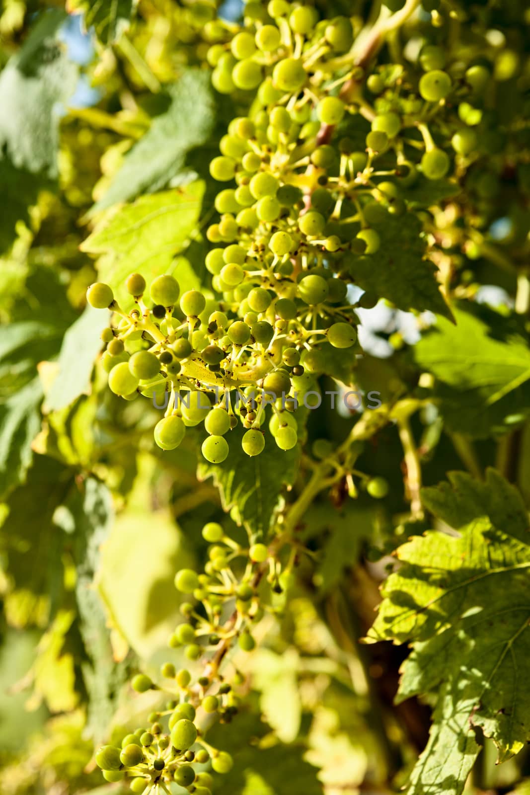 Closeup of small green grapes in a vineyard