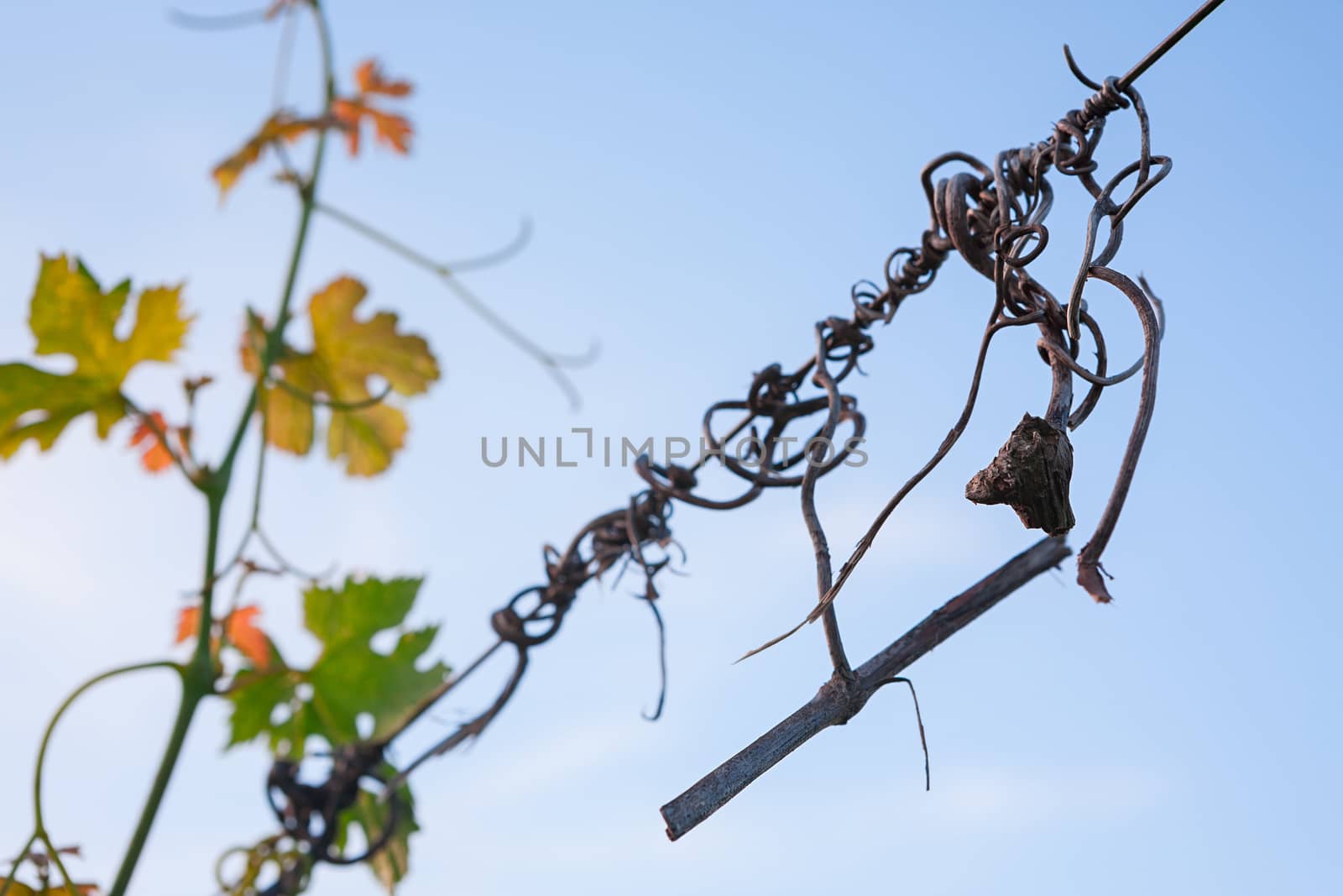 Detail of a vine and colored leaves against a blue sky