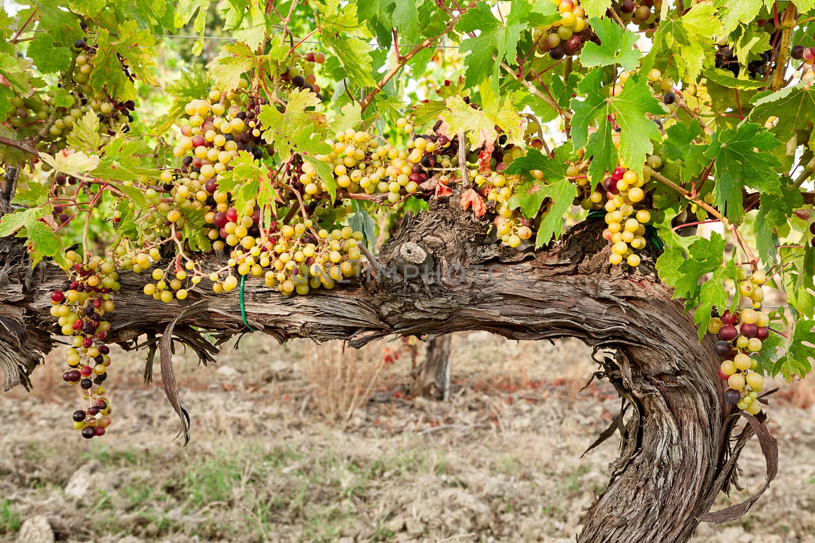 Colored grapes before becoming red over a trunk