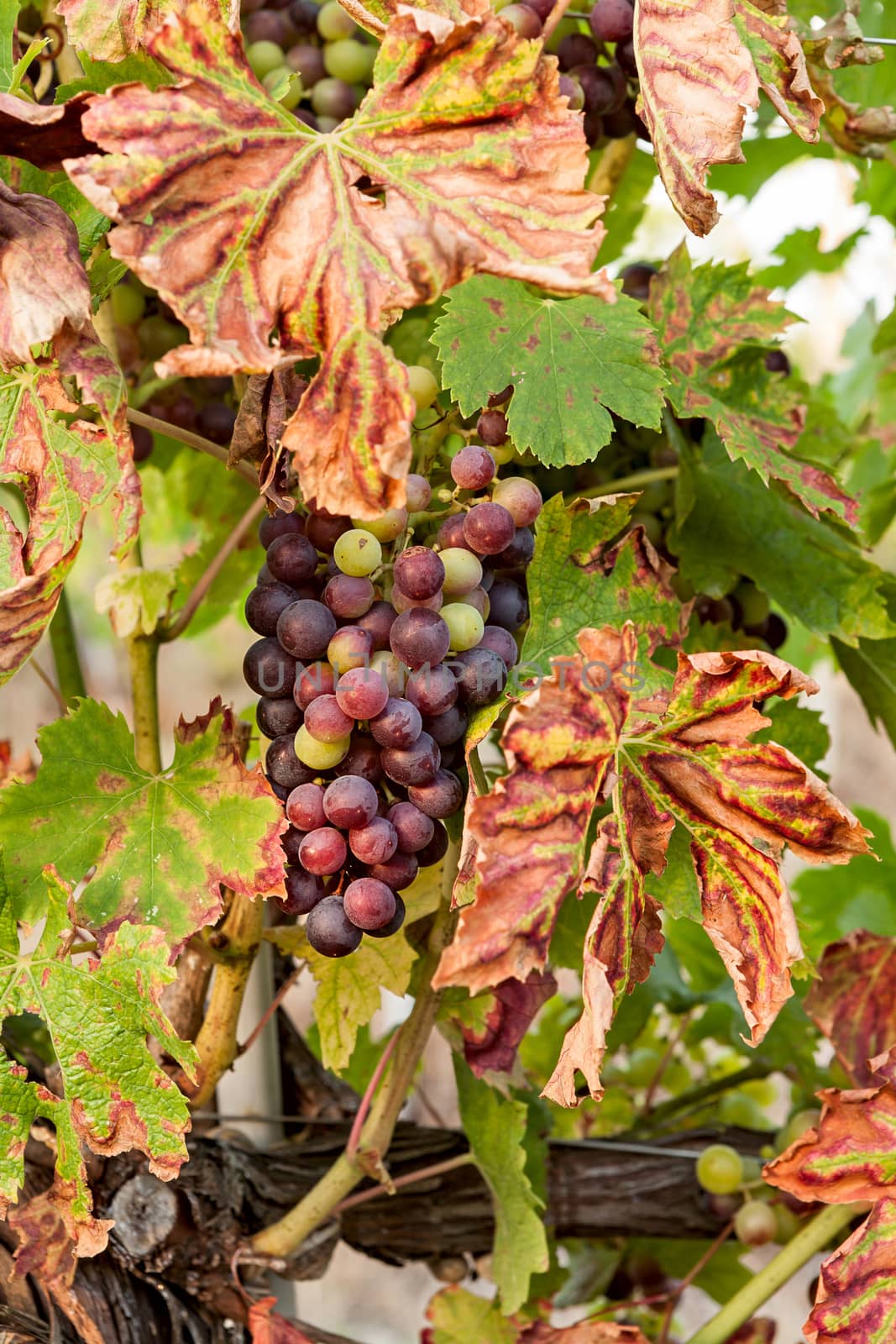 Colored grapes before becoming red with colored leaves