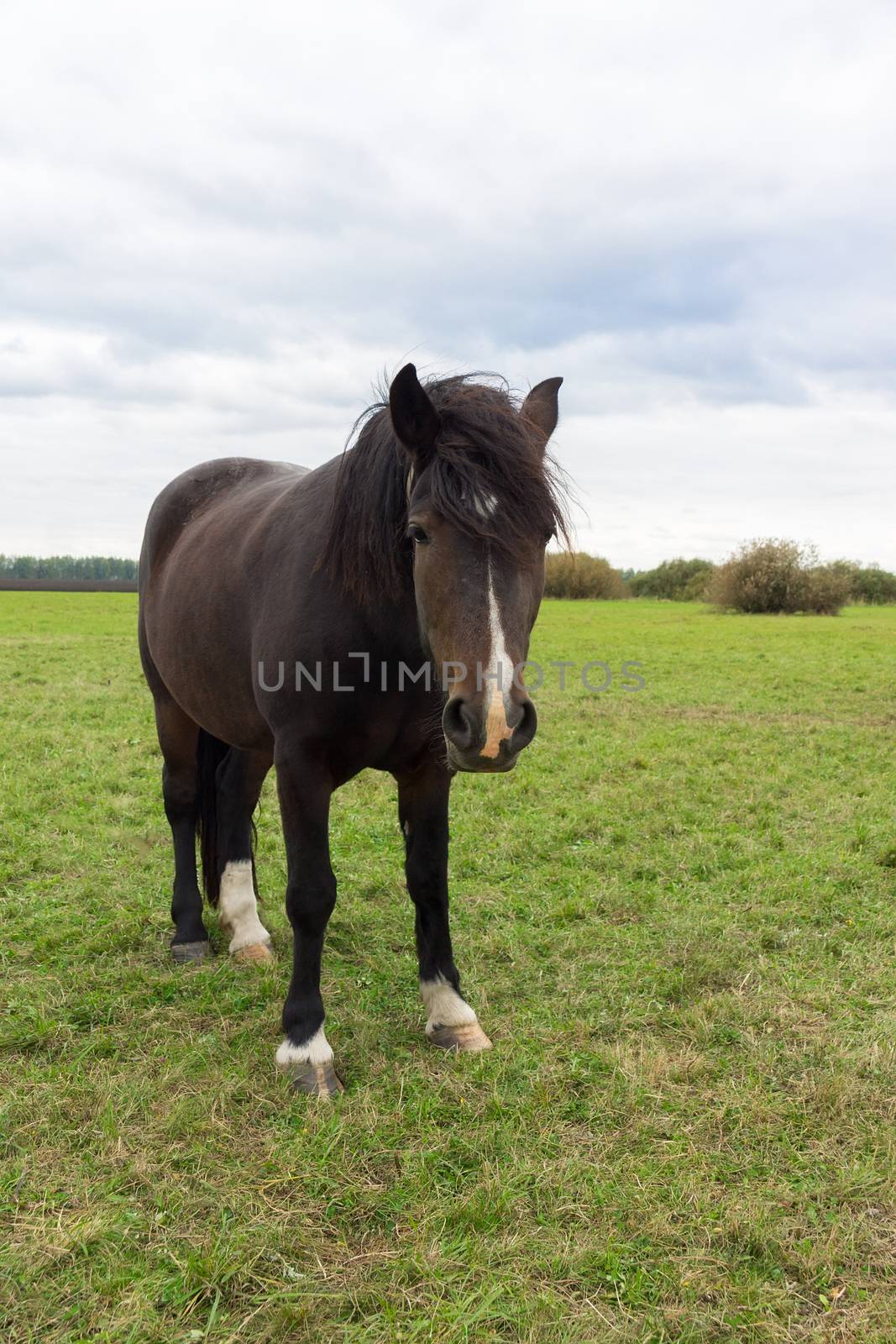 The photo shows a horse in the meadow