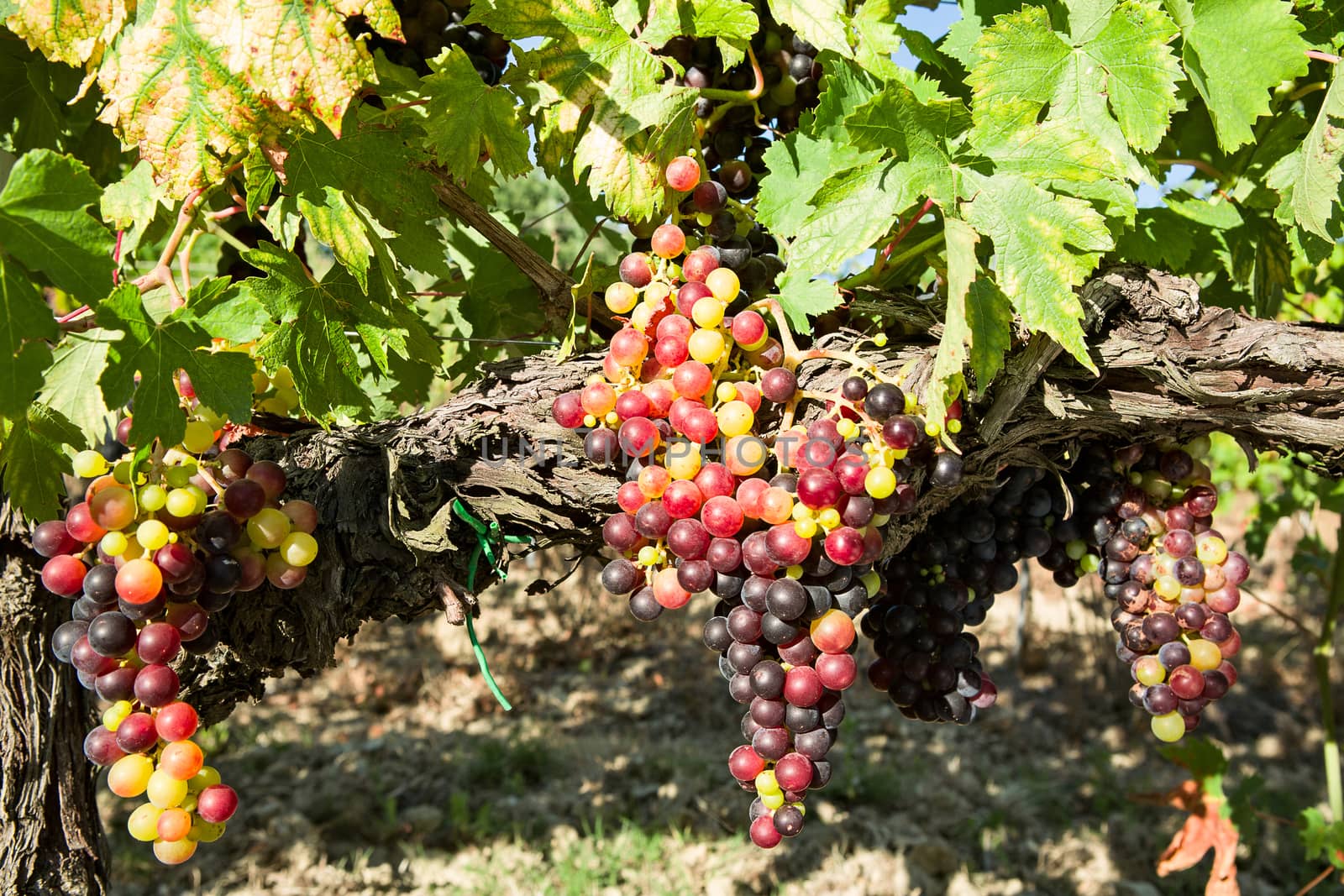 Sunny colored grapes before becoming red in the vineyard