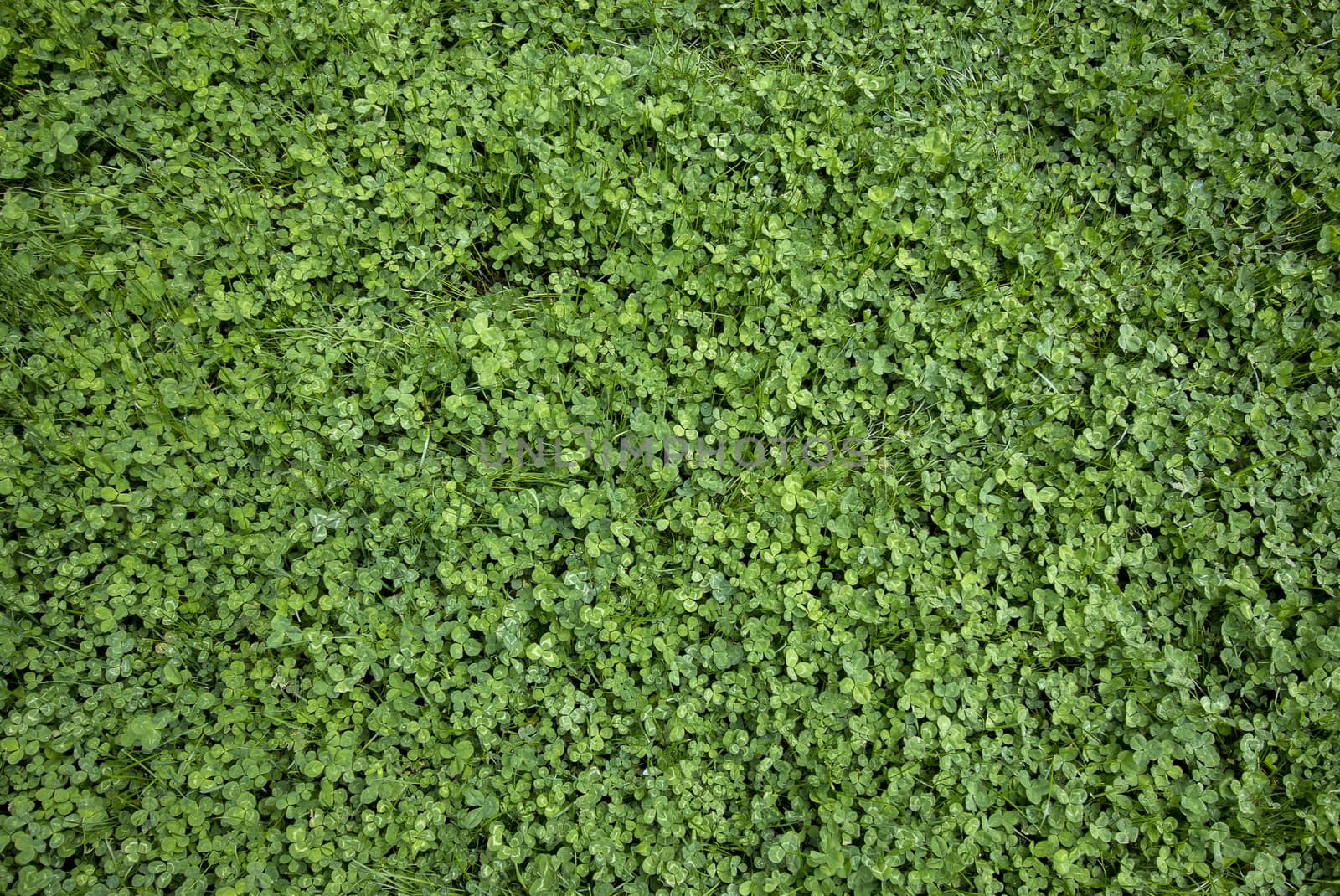 green grass and clover. natural background texture. fresh spring green grass.