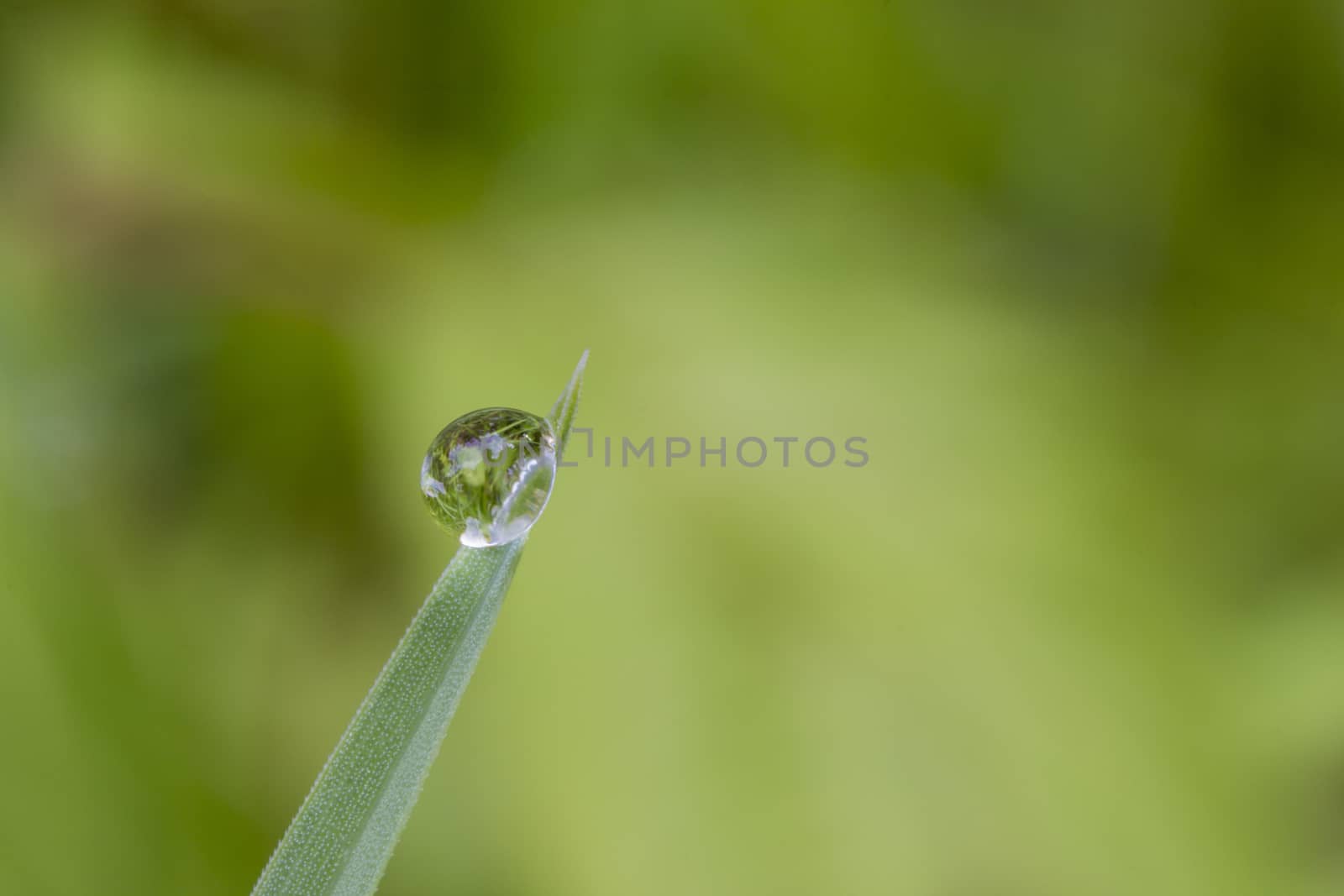 Exciting macro of a drop on green leaf