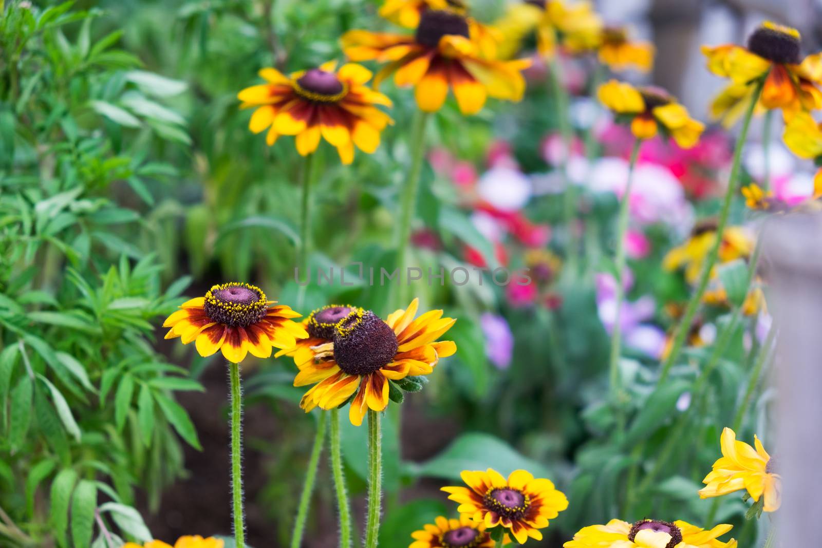 Yellow aster in the garden