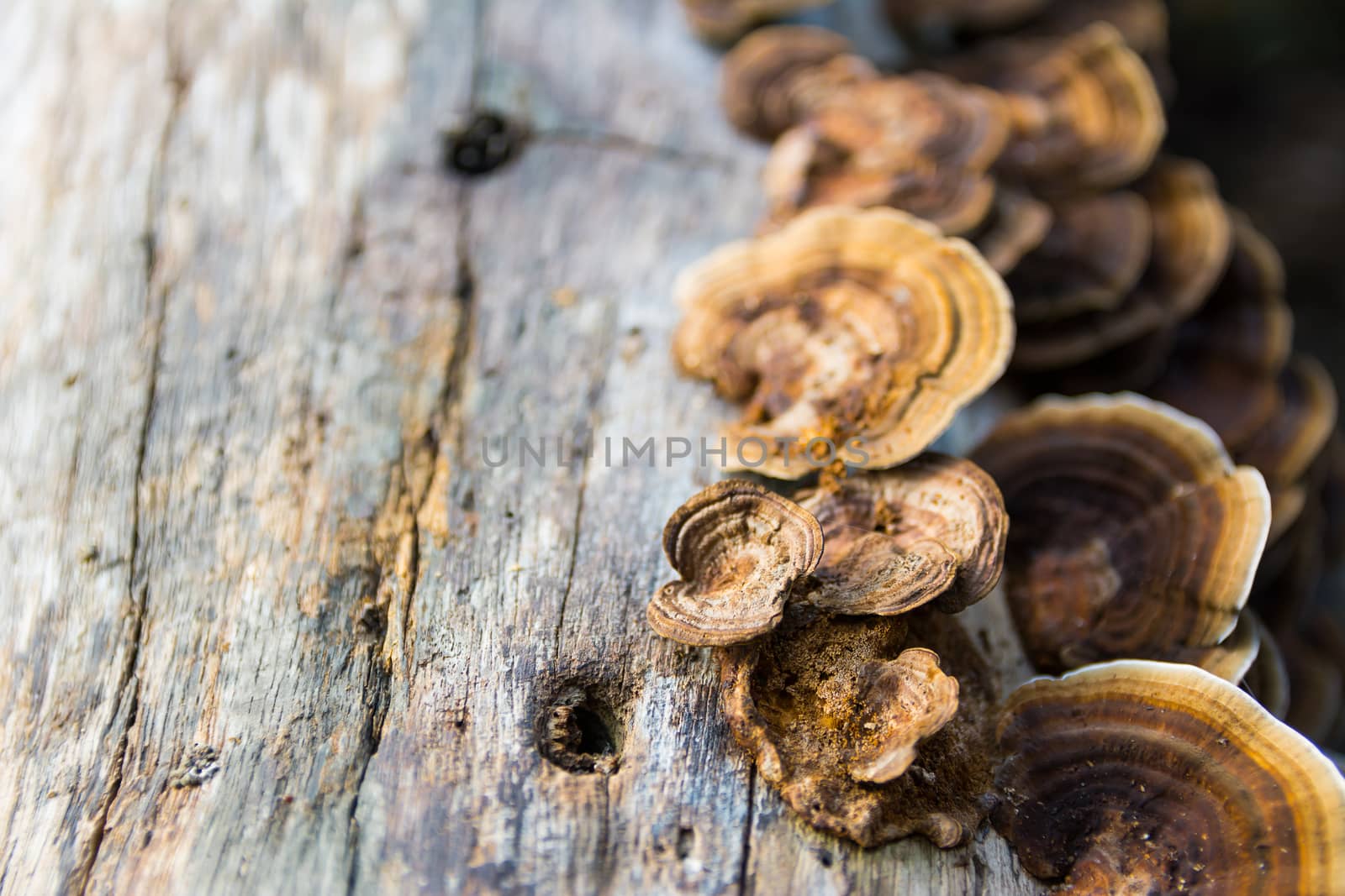 Mushrooms in autumn forest for background