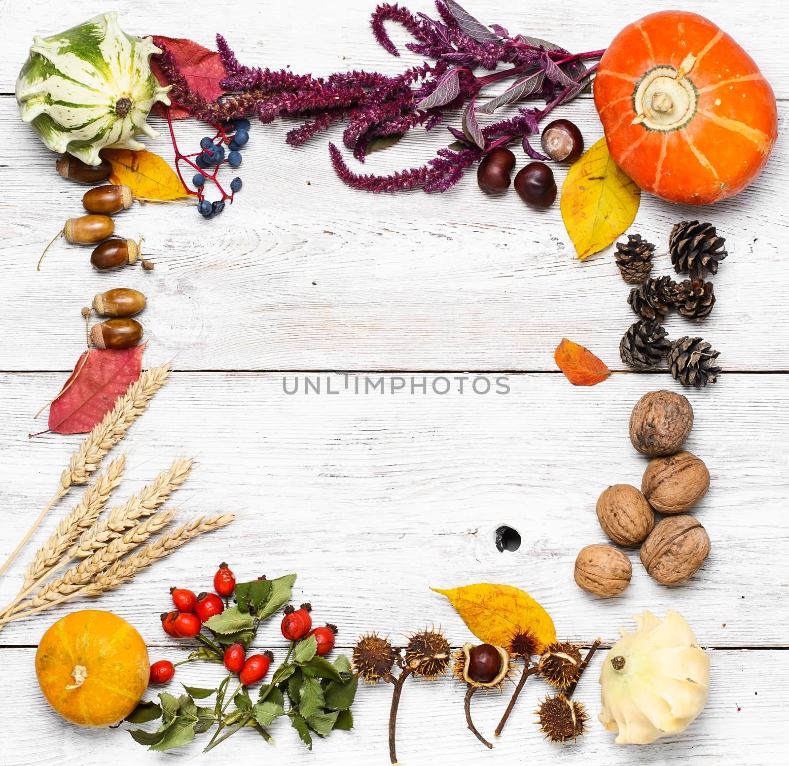 Autumn plants and flowers,pumpkin nuts and cones laid out square