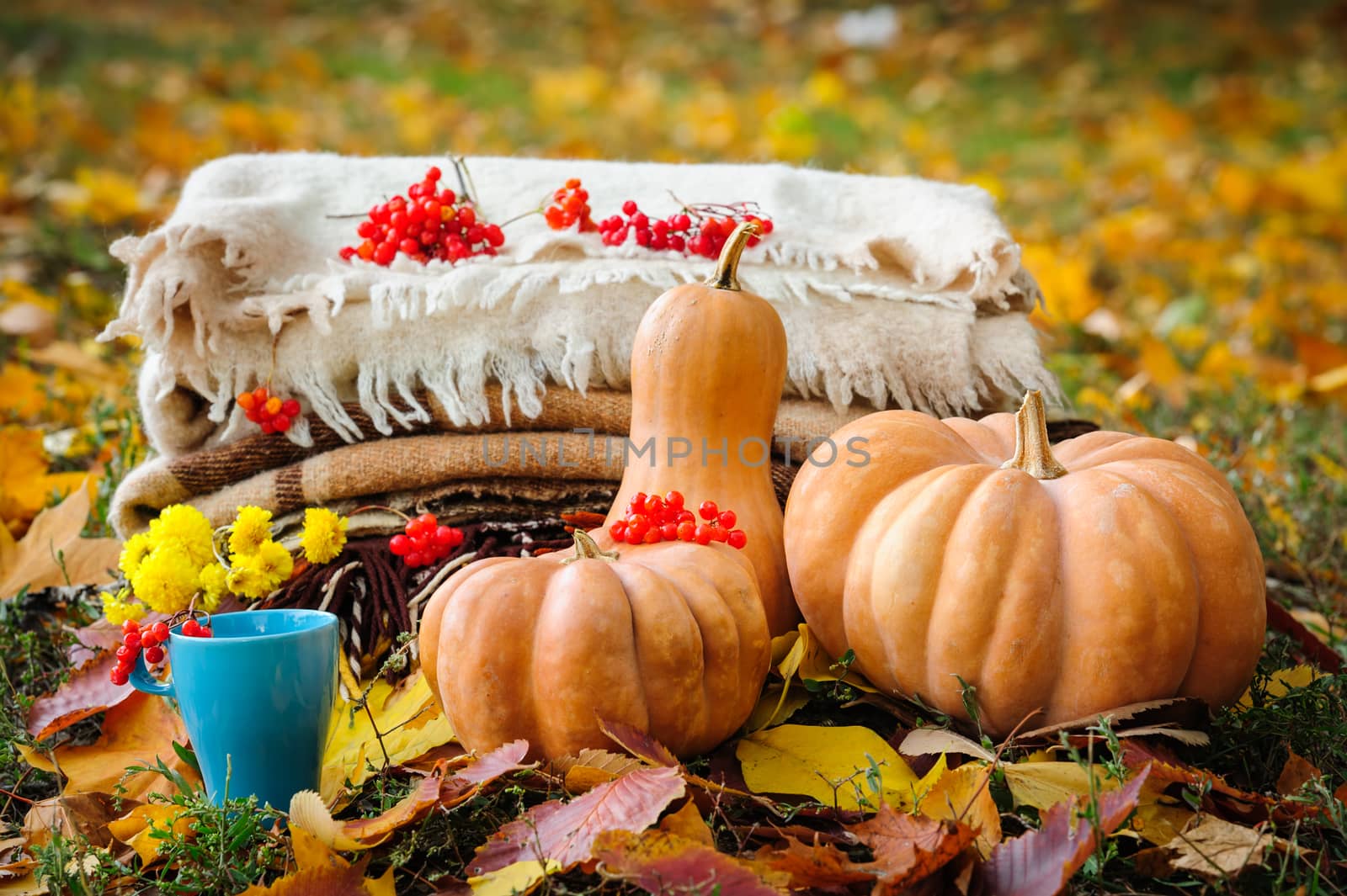 Autumn thanksgiving romantic still life with stacked plaids, pumpkins, apples, berries and one coffee cup