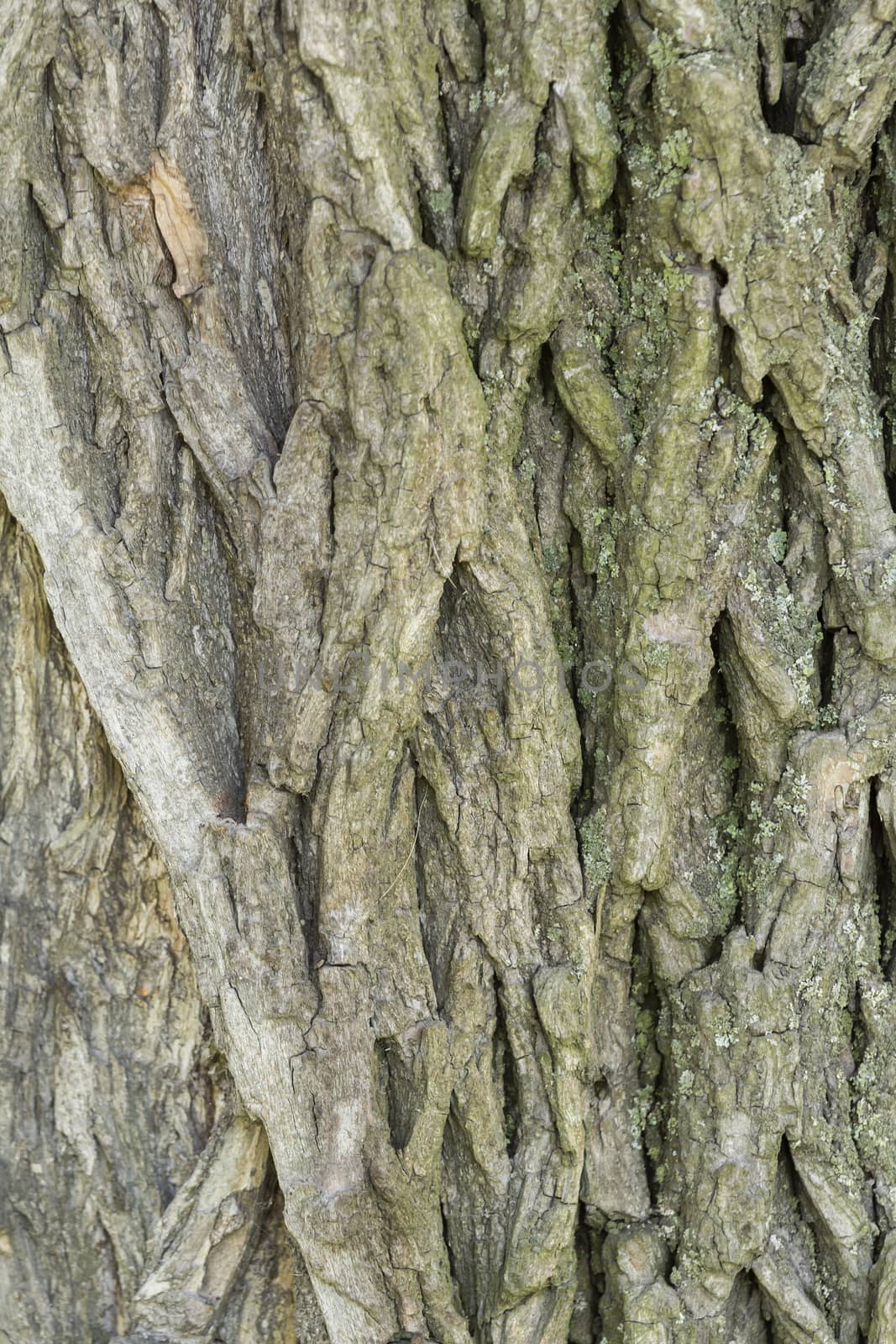 Closeup texture old wood bark used as a background.