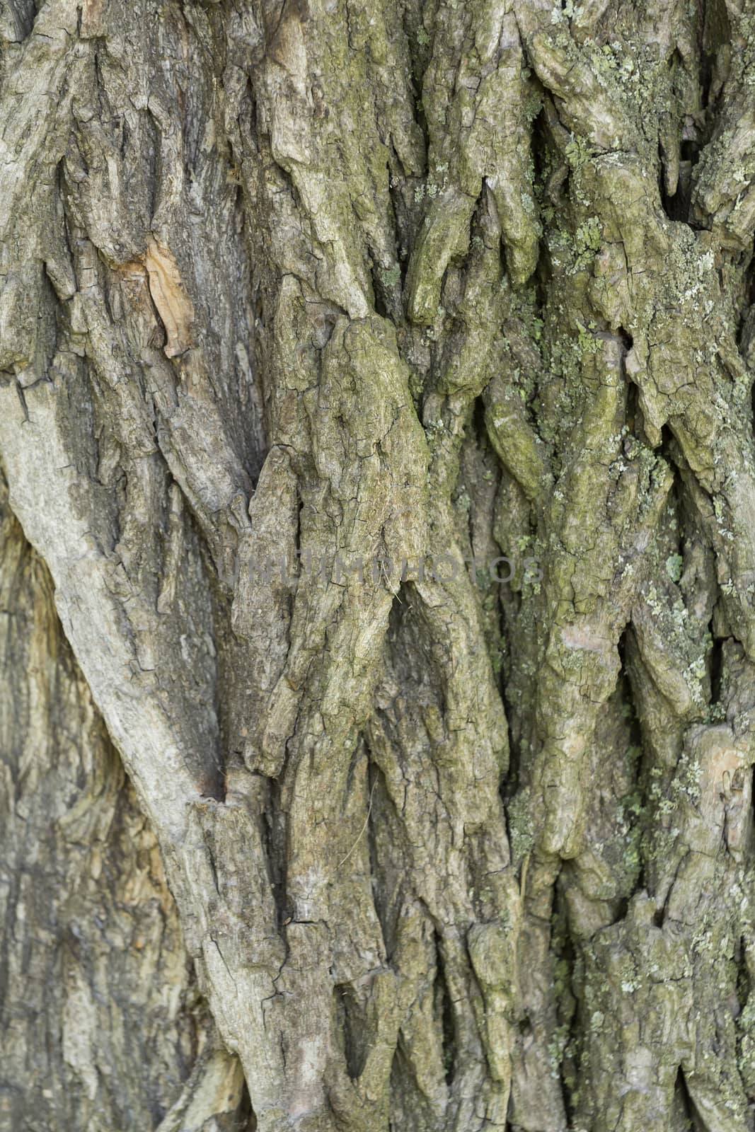 Closeup texture old wood bark used as a background.