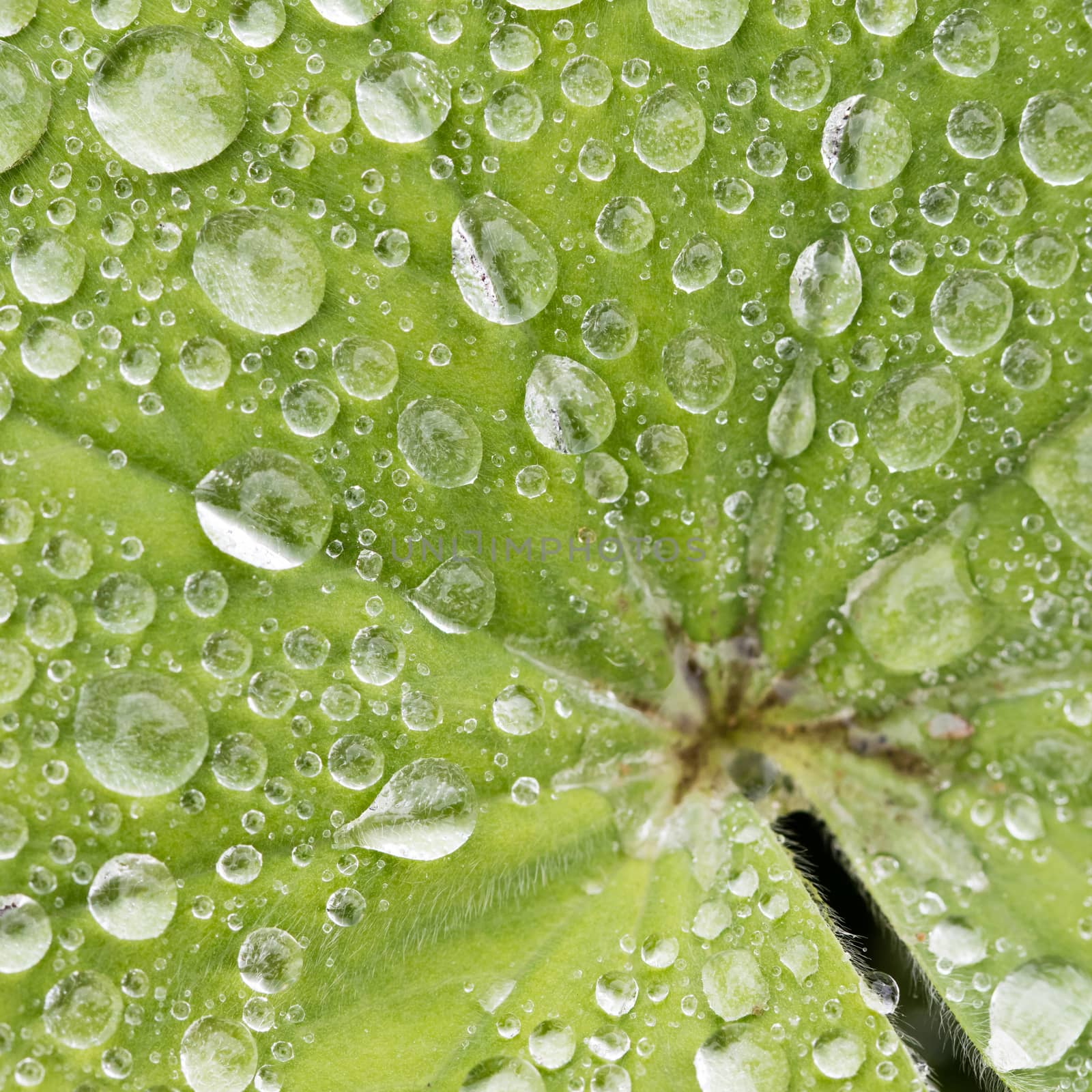 Green leaf with water droplet by michaklootwijk