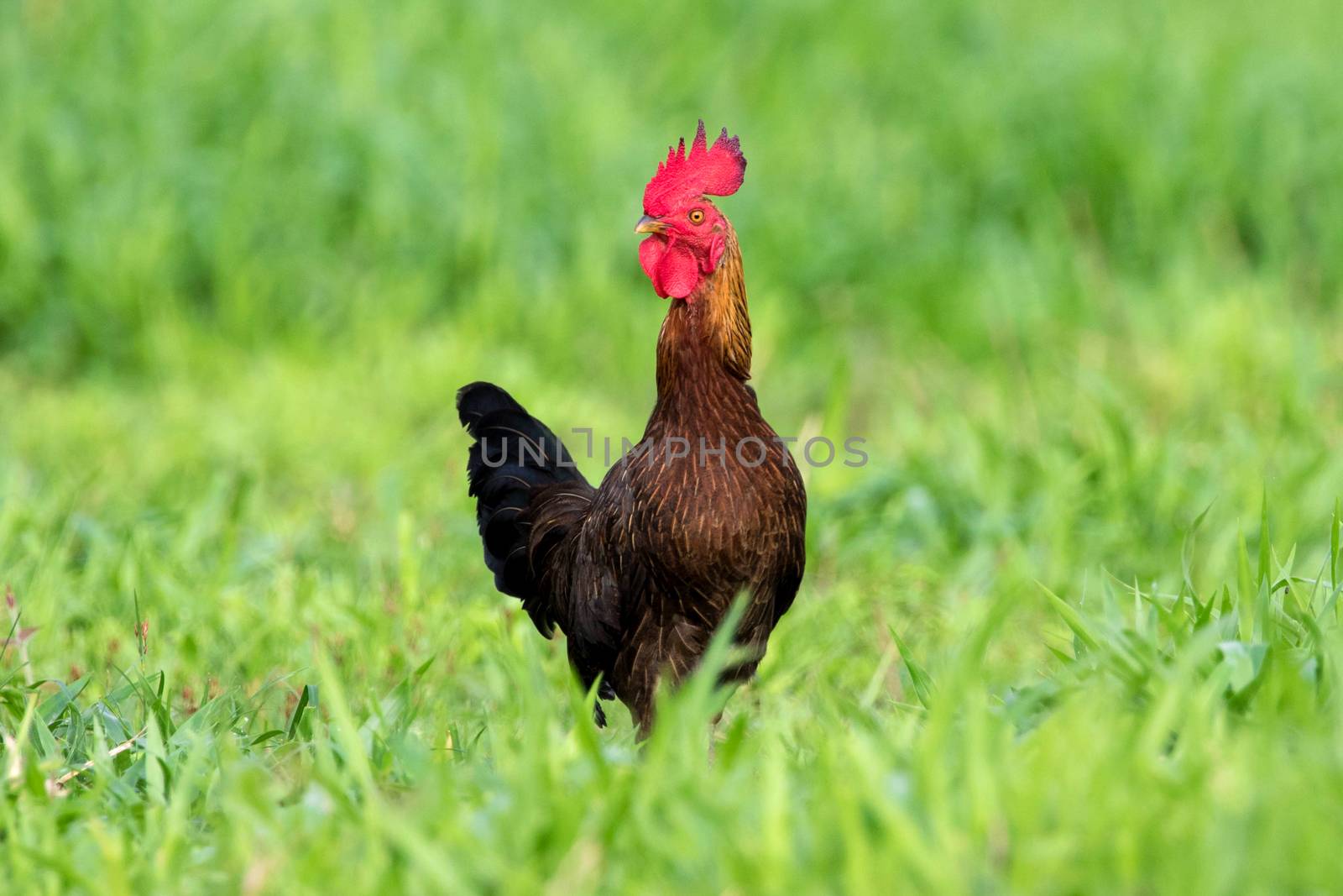 Image of a cock in green field. by yod67