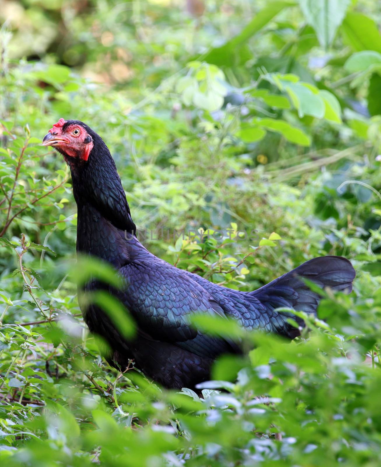 Image of a black hen in green field.
