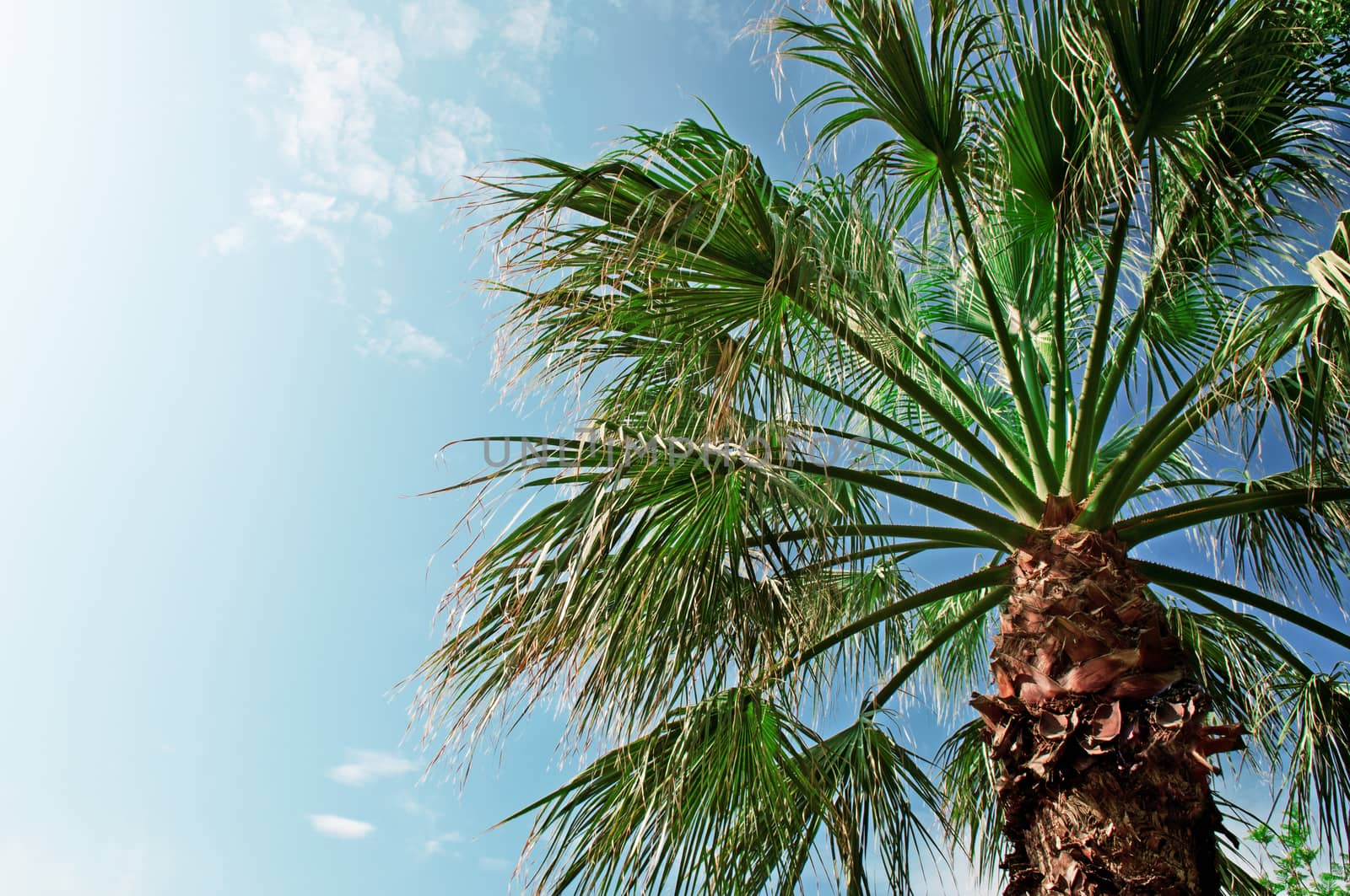 palm tree on background of blue sky