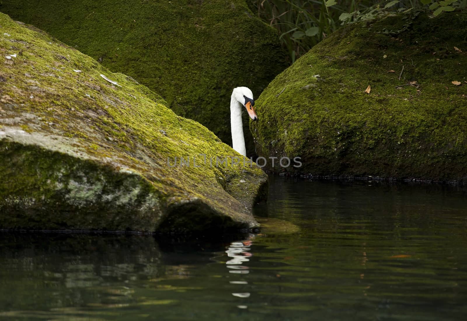 White swan in a forest lake. by sergey_pankin