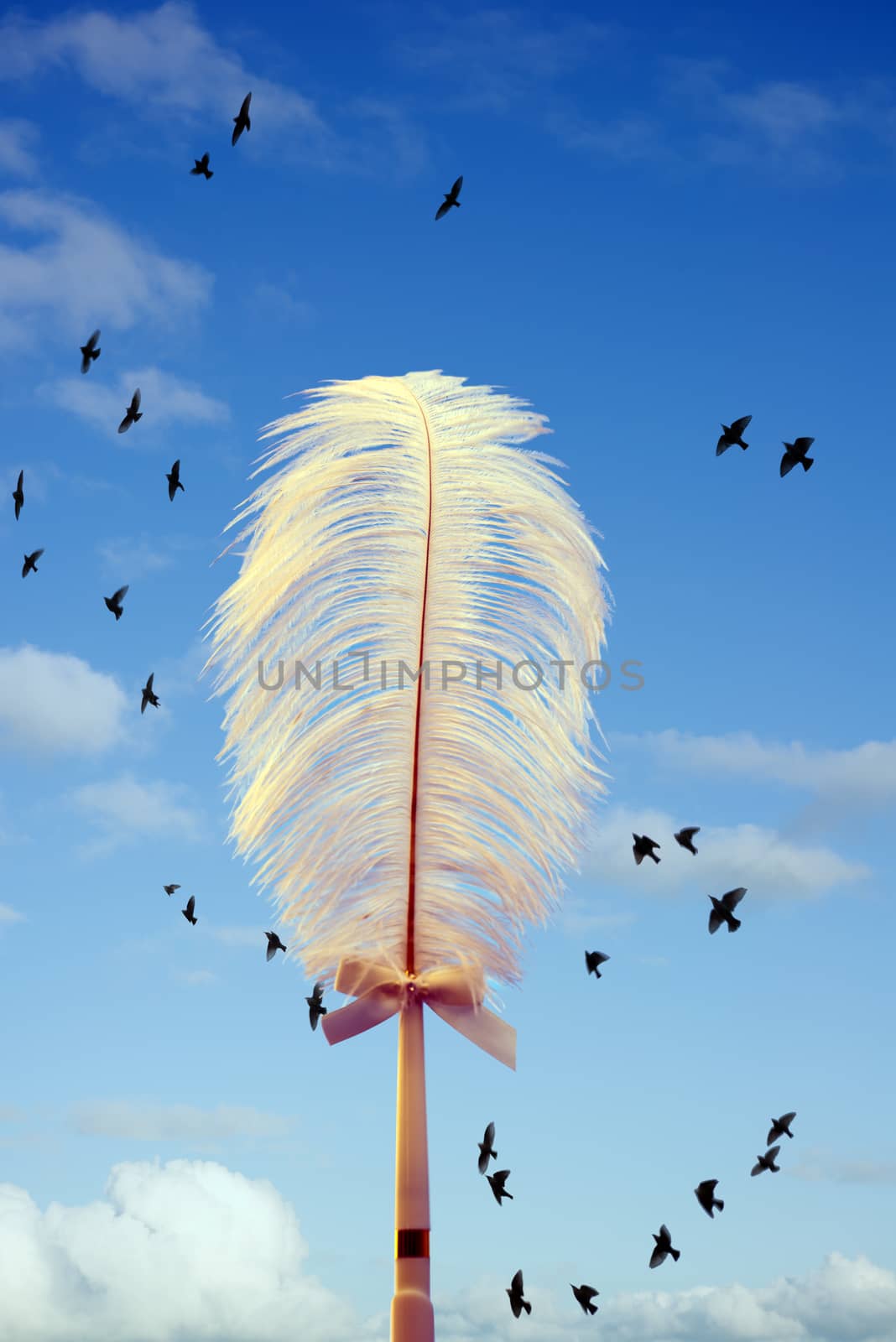 cloudy blue background with a white feather and birds flying