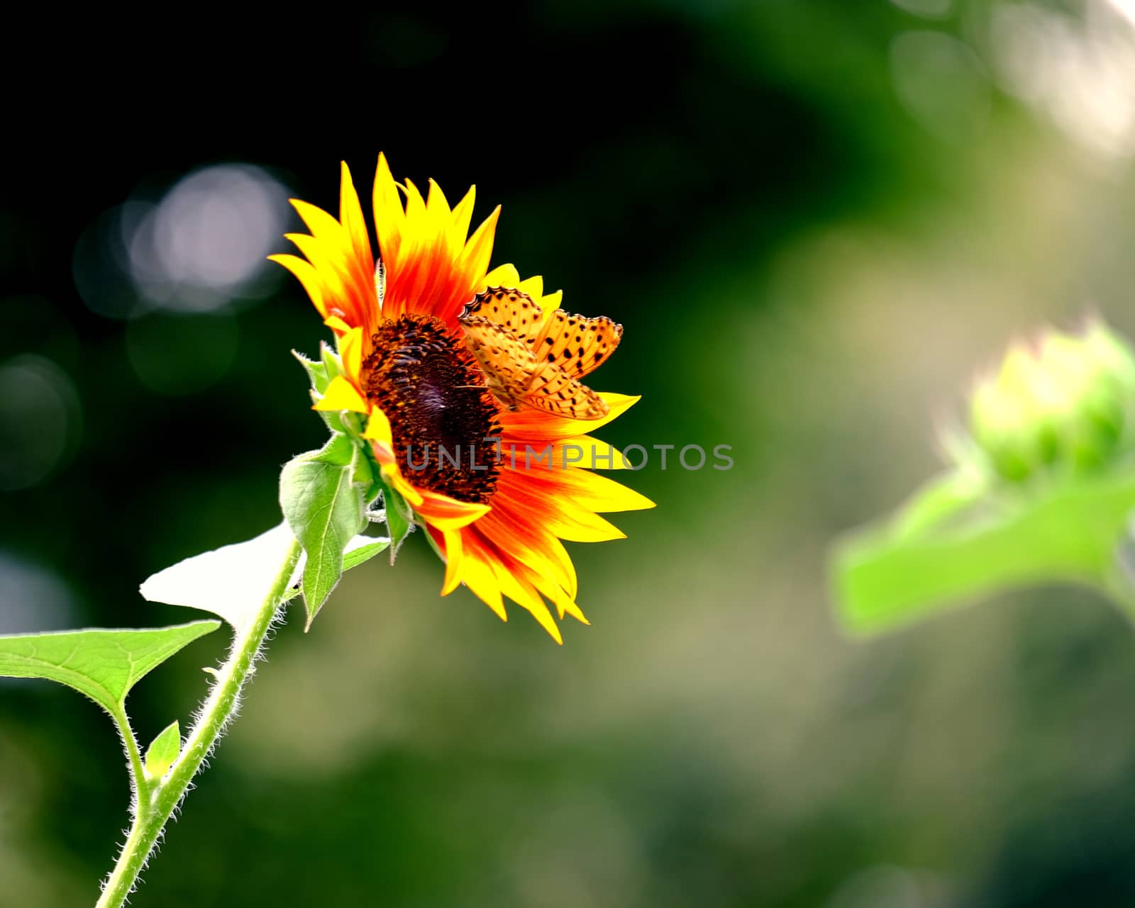 butterfly on sunflower in sunny day
